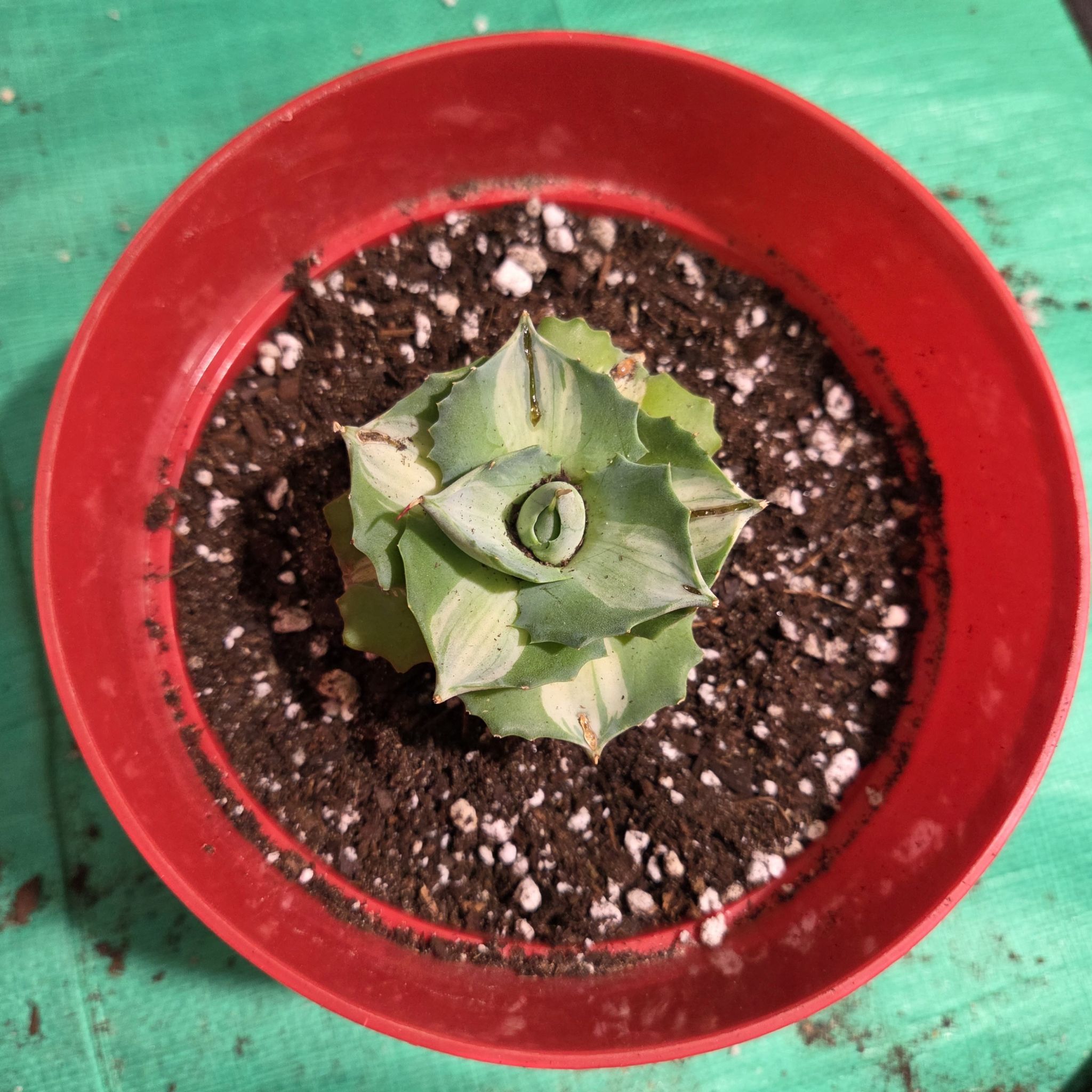 Photo of the plant species Dwarf Butterfly Agave by @NikkiBplantmom named NEVAEH on Greg, the plant care app