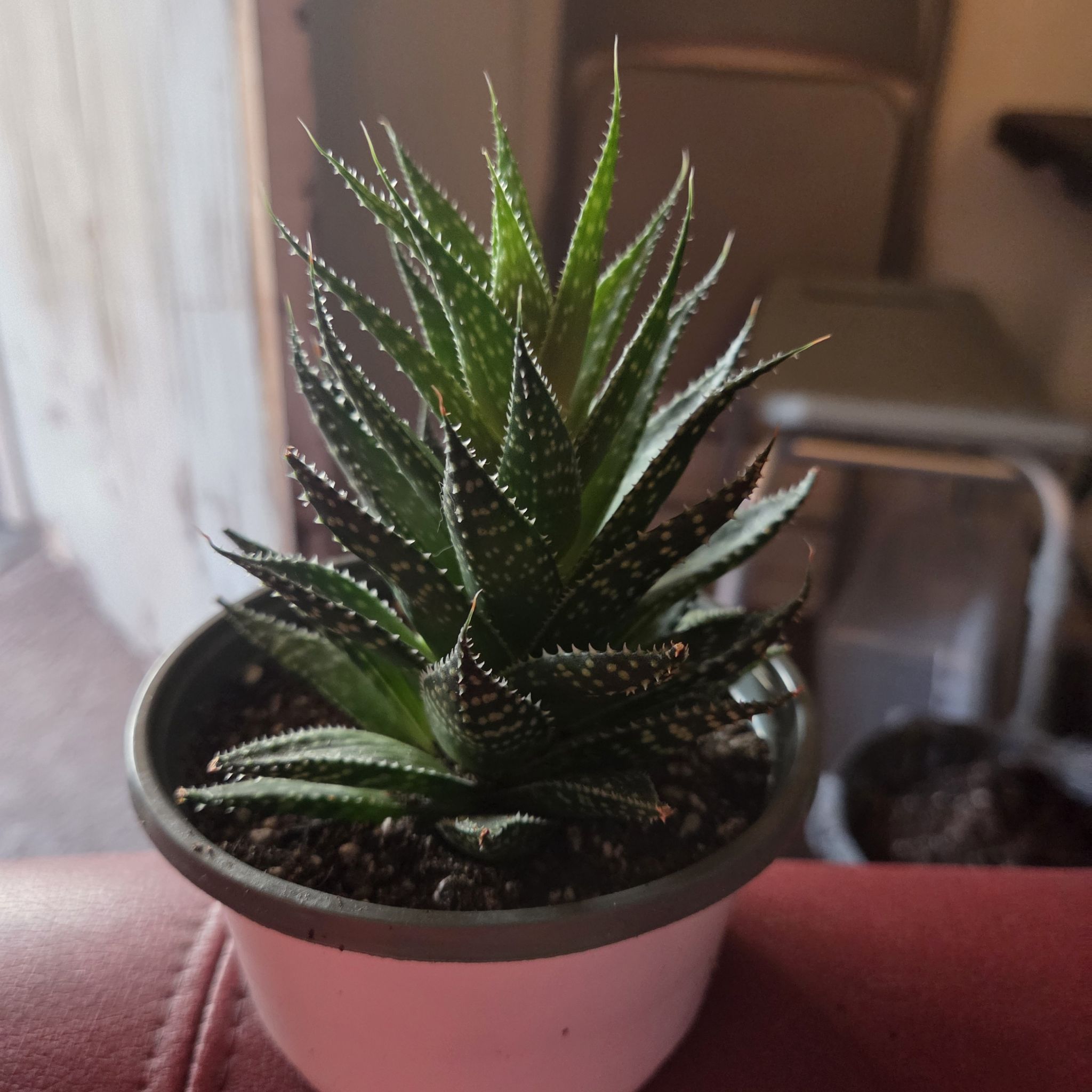Photo of the plant species Gasteraloe 'Zimflora' by @NikkiBplantmom named ROSARIO on Greg, the plant care app