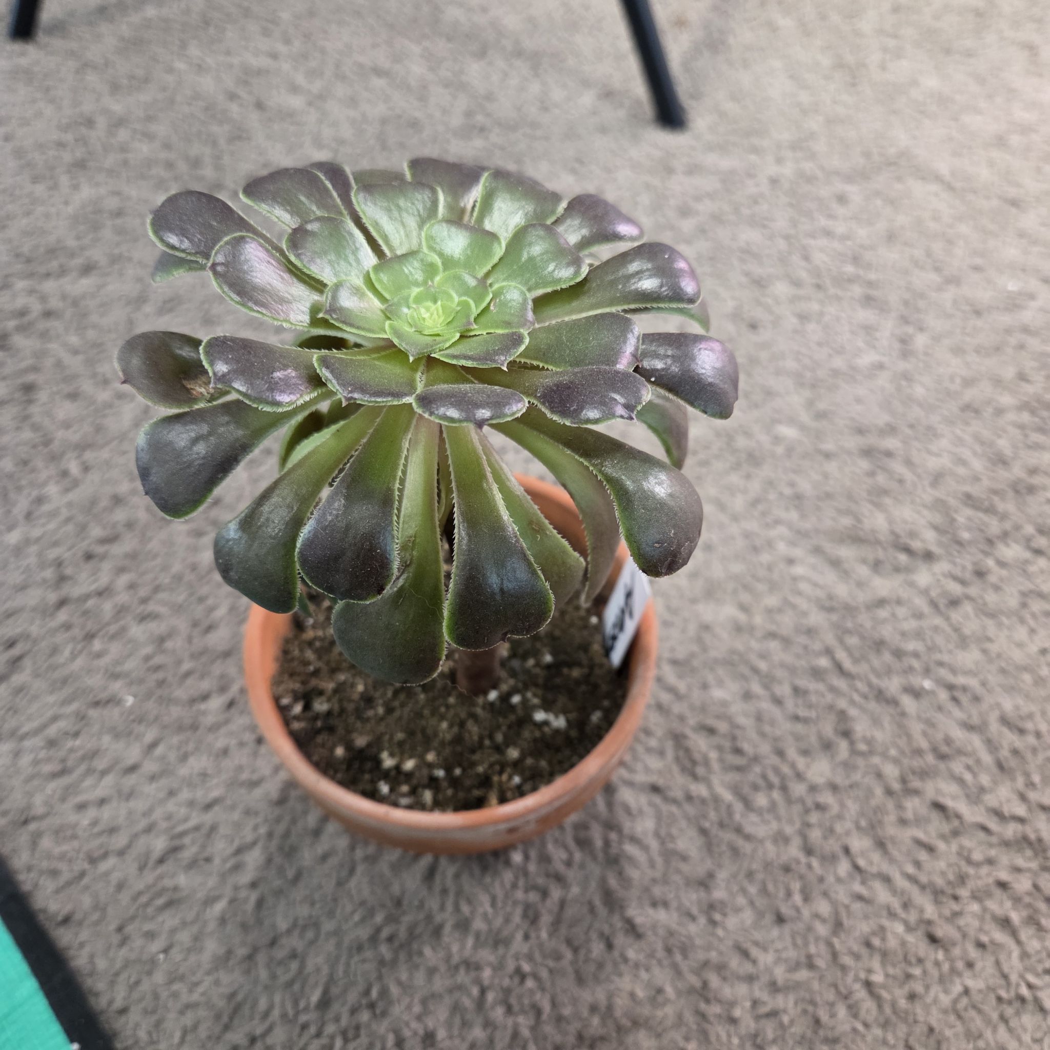 Photo of the plant species Giant Red Aeonium by @NikkiBplantmom named ASHURA on Greg, the plant care app