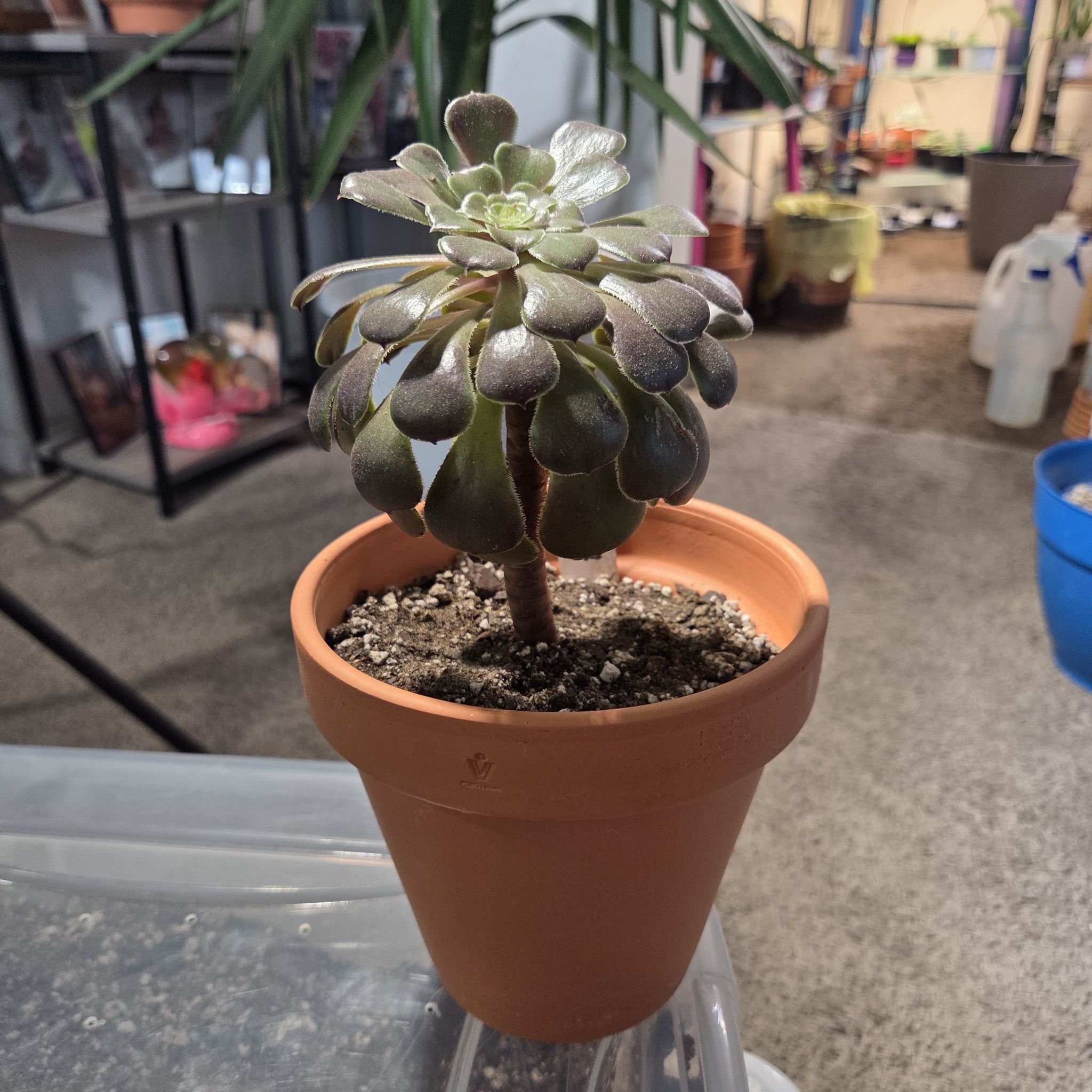Photo of the plant species Giant Red Aeonium by @NikkiBplantmom named ARUSHA on Greg, the plant care app