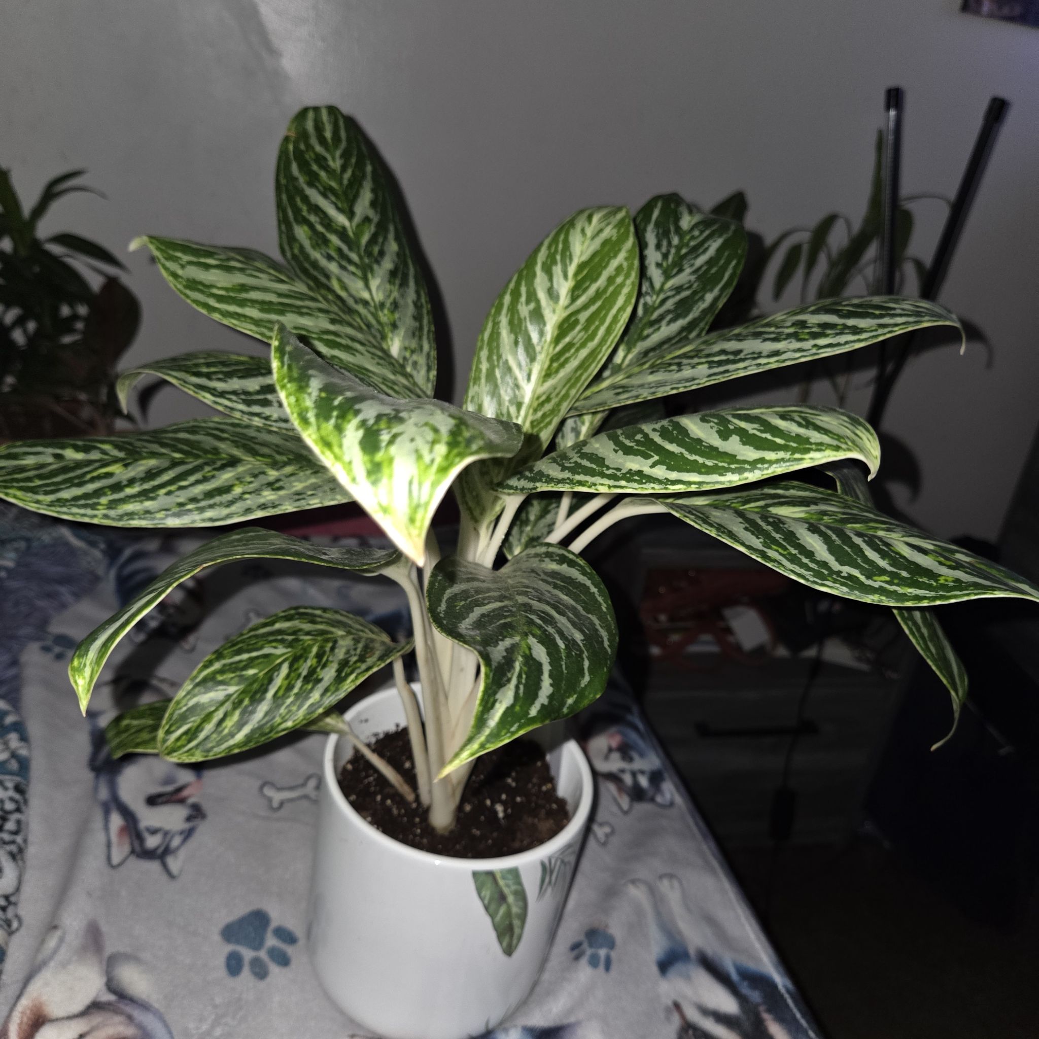 Photo of the plant species Chinese Evergreen 'Golden Madonna' by @NikkiBplantmom named MADONNA on Greg, the plant care app