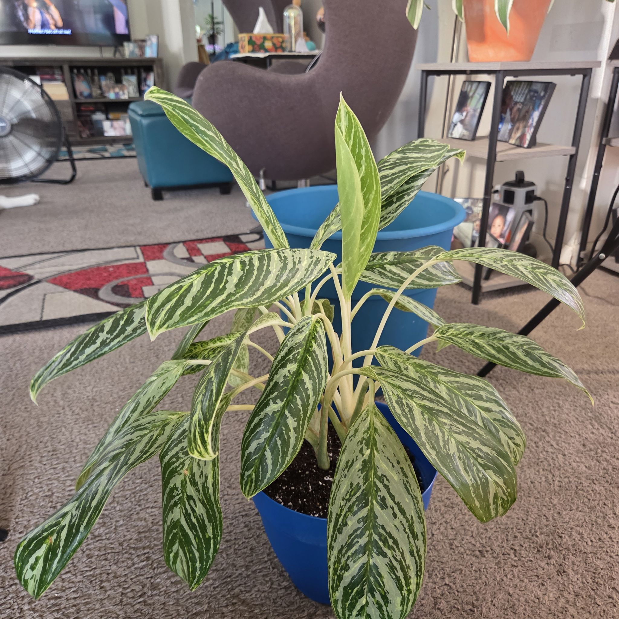 Photo of the plant species Chinese Evergreen 'Golden Madonna' by @NikkiBplantmom named MADONNA on Greg, the plant care app