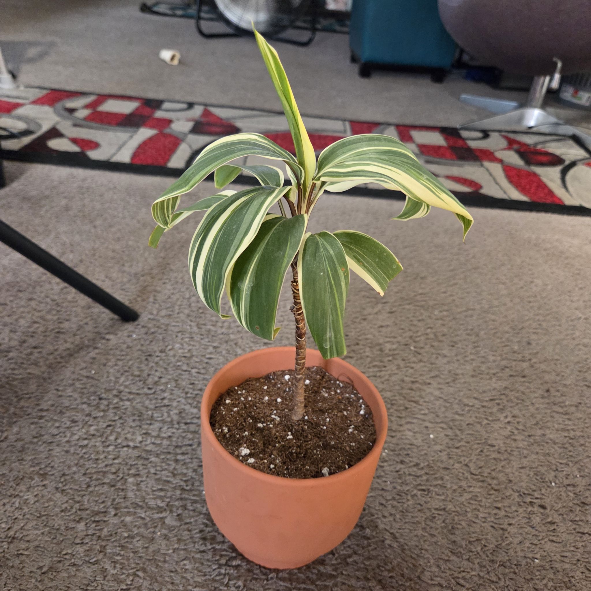 Photo of the plant species Cordyline 'Chocolate Queen' by @NikkiBplantmom named ADI'SA' on Greg, the plant care app
