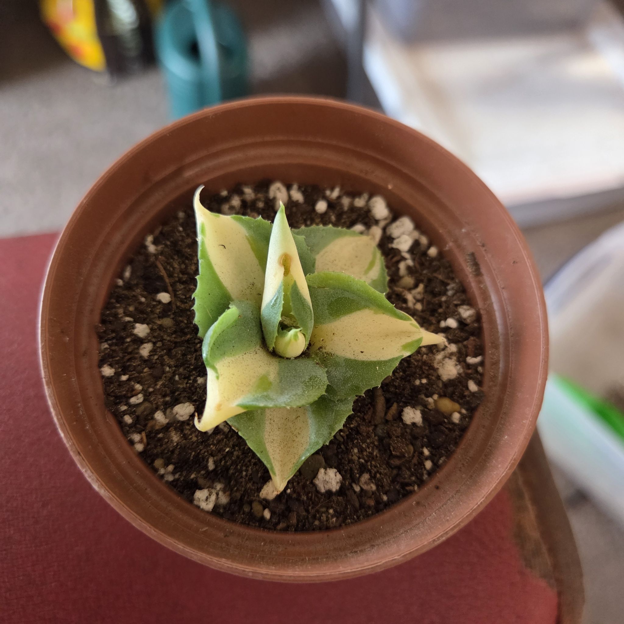 Photo of the plant species Agave isthmensis ‘Gold Sprite’ by @NikkiBplantmom named CHARO on Greg, the plant care app