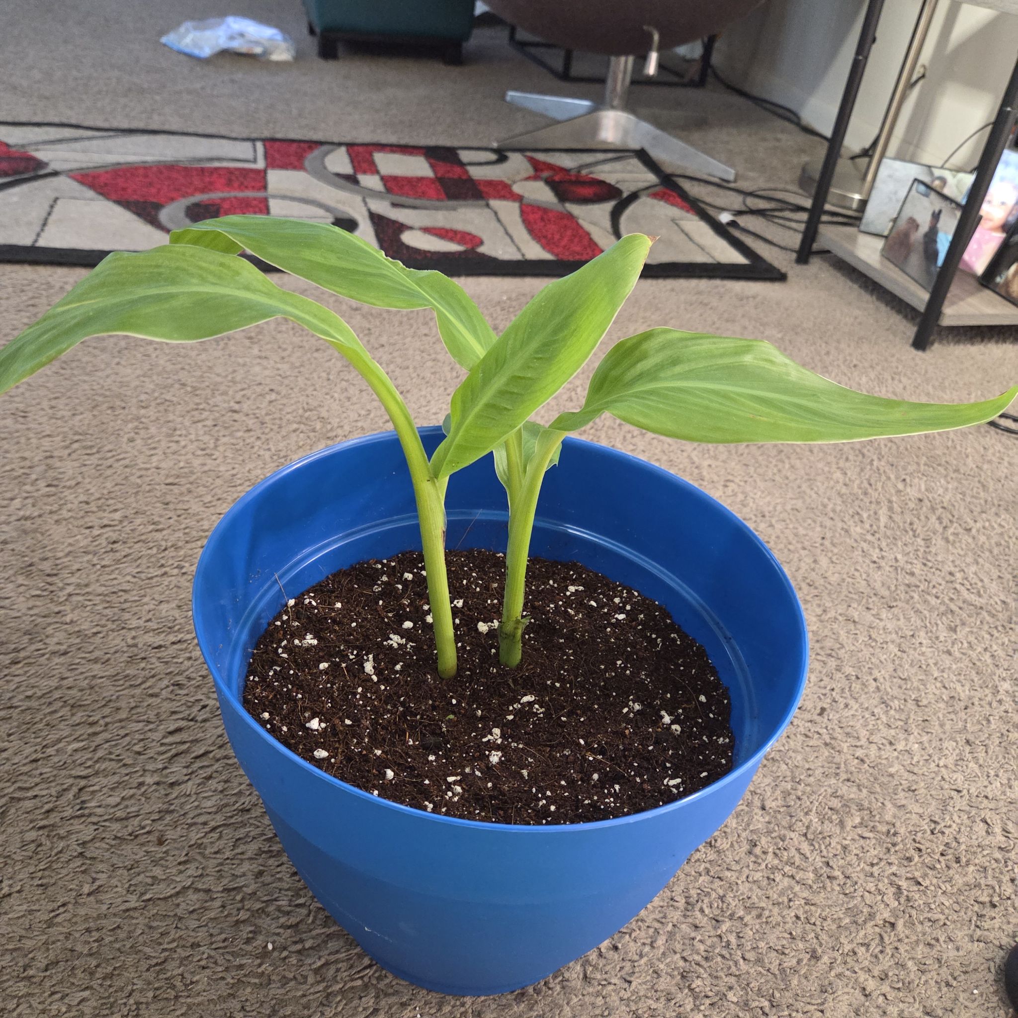 Photo of the plant species Dwarf Yellow En Avant Canna Lily by @NikkiBplantmom named NARI on Greg, the plant care app