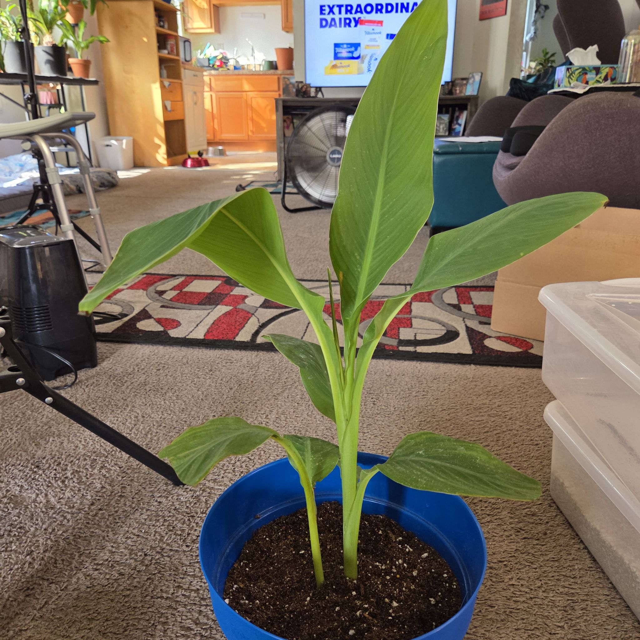 Photo of the plant species Dwarf Yellow En Avant Canna Lily by @NikkiBplantmom named NARI on Greg, the plant care app