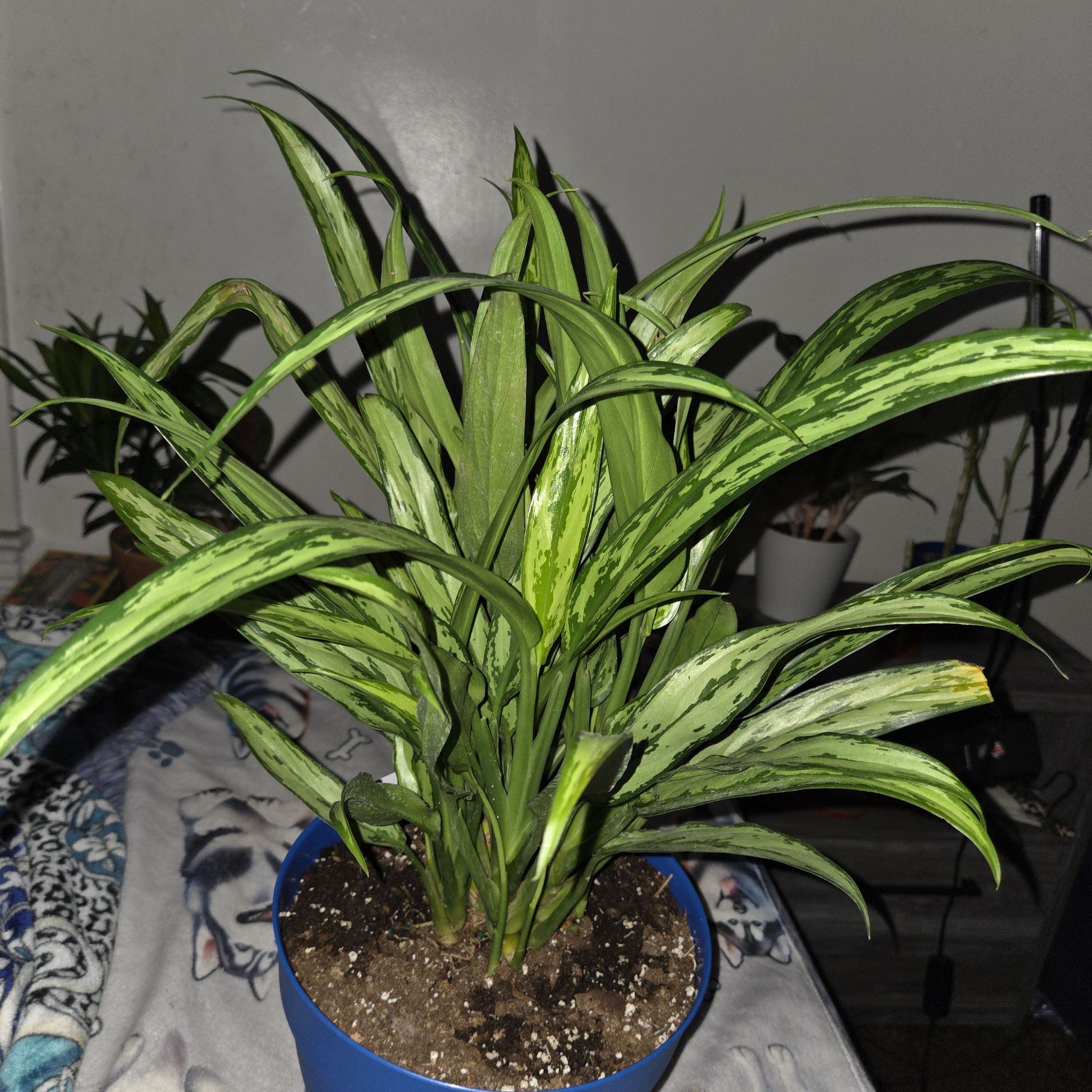 Photo of the plant species Aglaonema 'Cutlass' by @NikkiBplantmom named NOZOMI on Greg, the plant care app