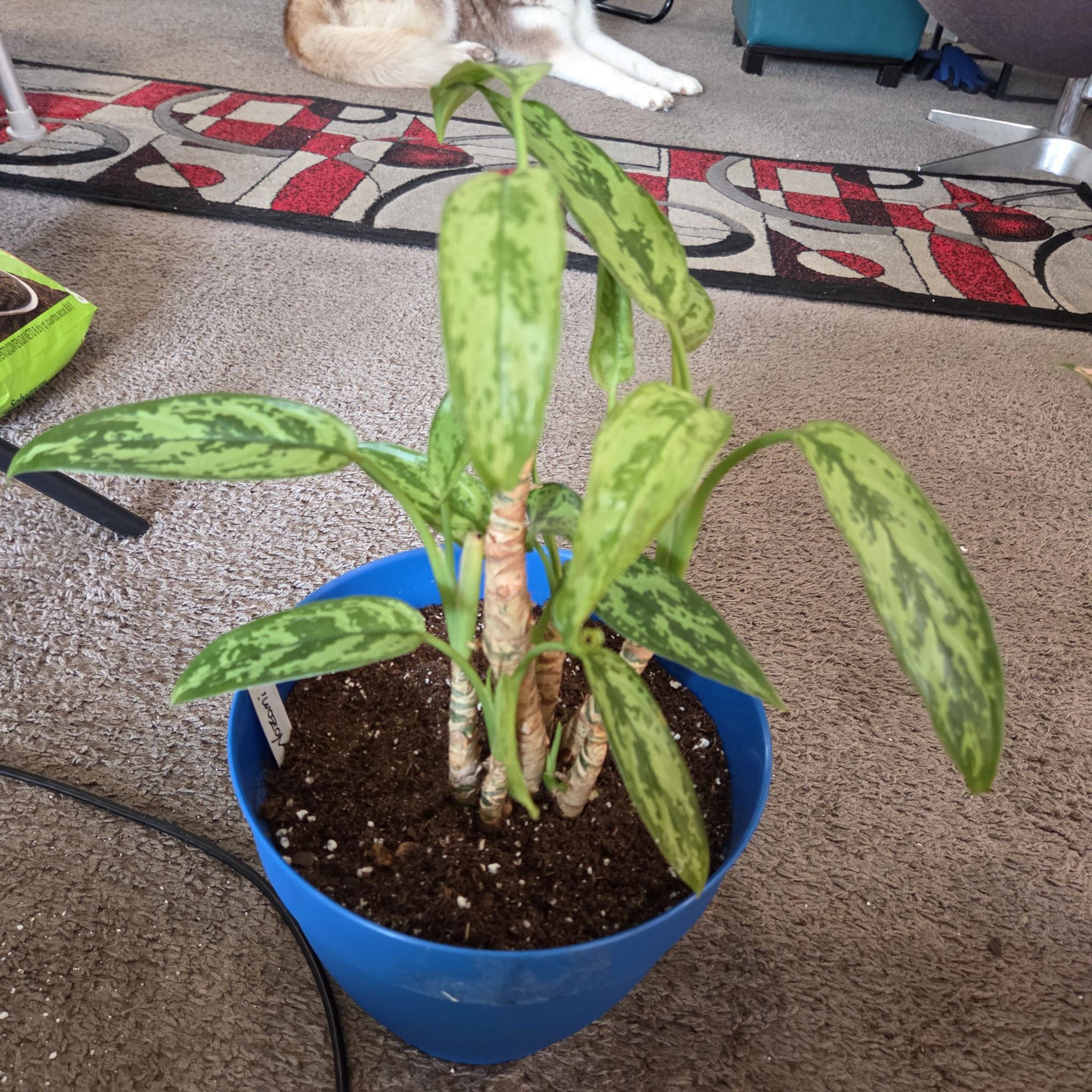 Photo of the plant species Aglaonema 'Cutlass' by @NikkiBplantmom named NOZOMI on Greg, the plant care app