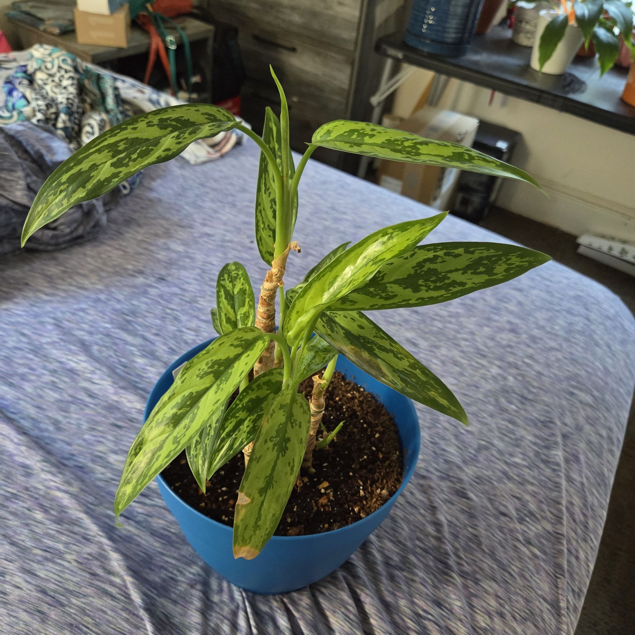 Photo of the plant species Aglaonema 'Cutlass' by @NikkiBplantmom named NOZOMI on Greg, the plant care app