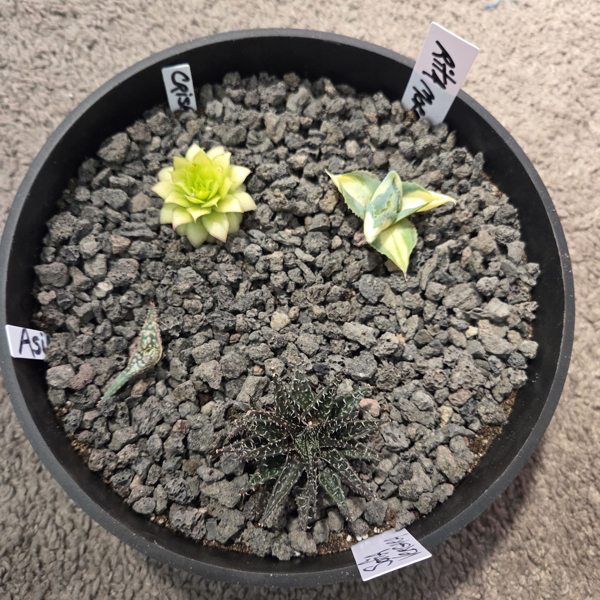 Photo of the plant species Agave isthmensis ‘Gold Sprite’ by @NikkiBplantmom named RITA MORENO on Greg, the plant care app