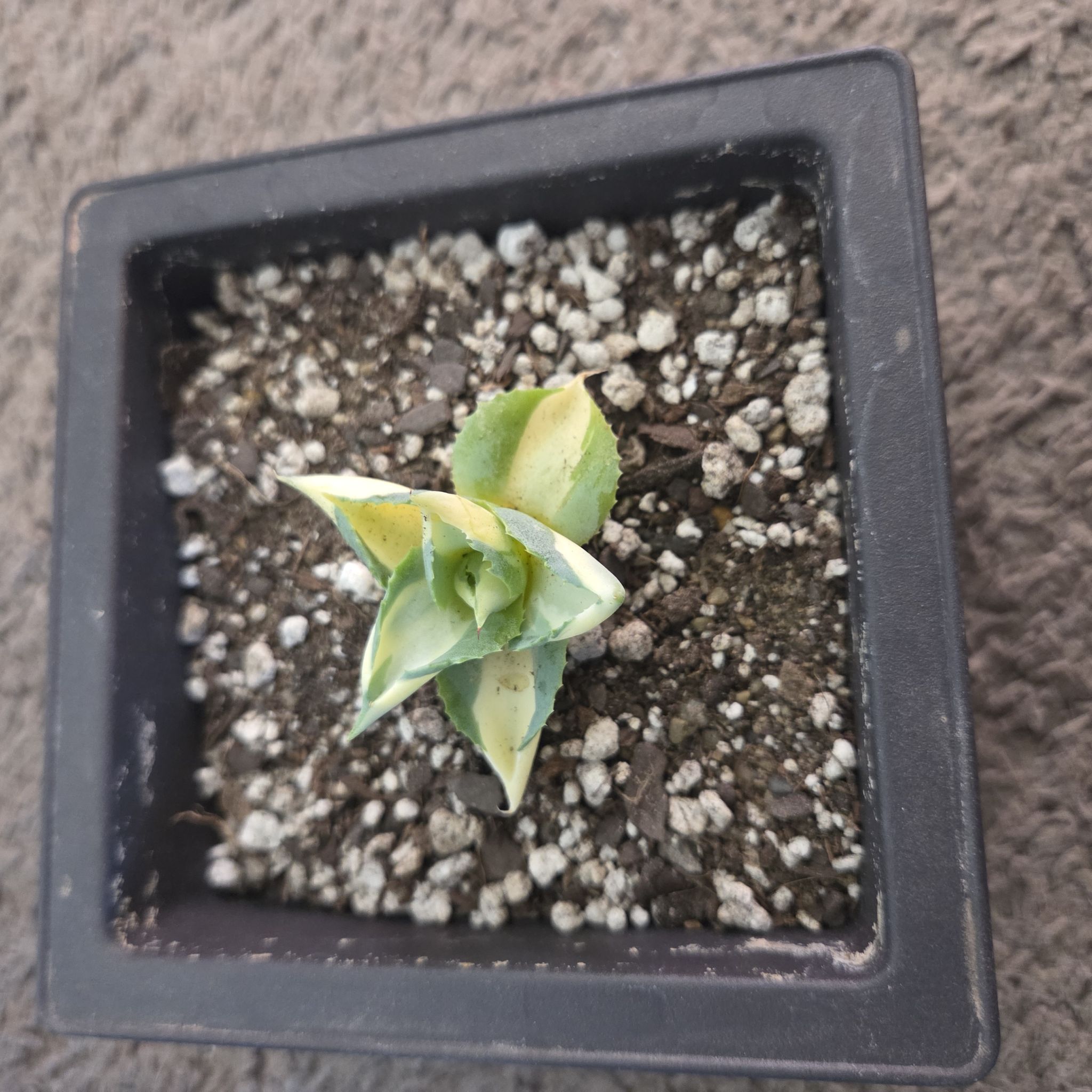 Photo of the plant species Agave isthmensis ‘Gold Sprite’ by @NikkiBplantmom named RITA MORENO on Greg, the plant care app