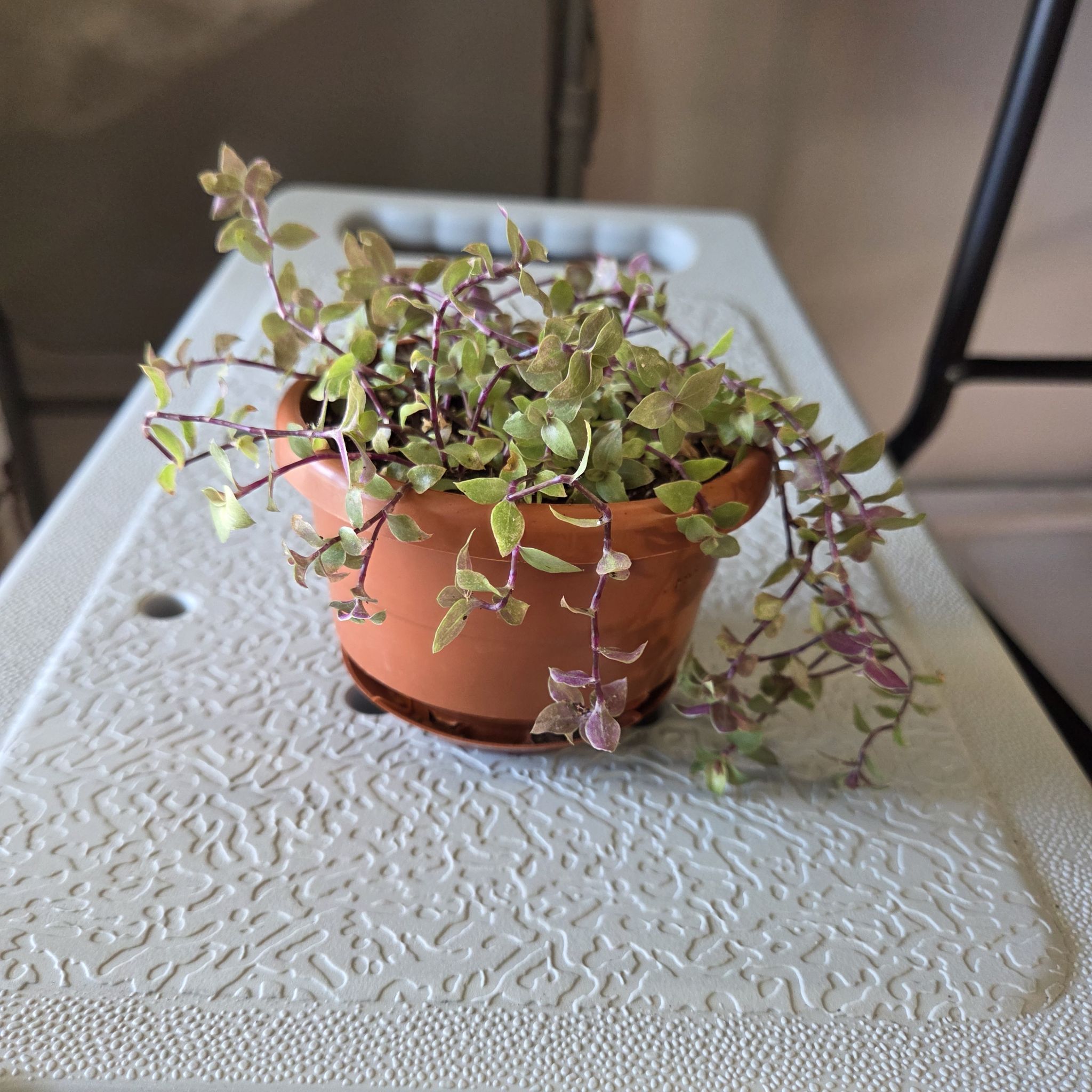 Photo of the plant species Callisia 'Gold' by @NikkiBplantmom named ALICIA KEYS on Greg, the plant care app
