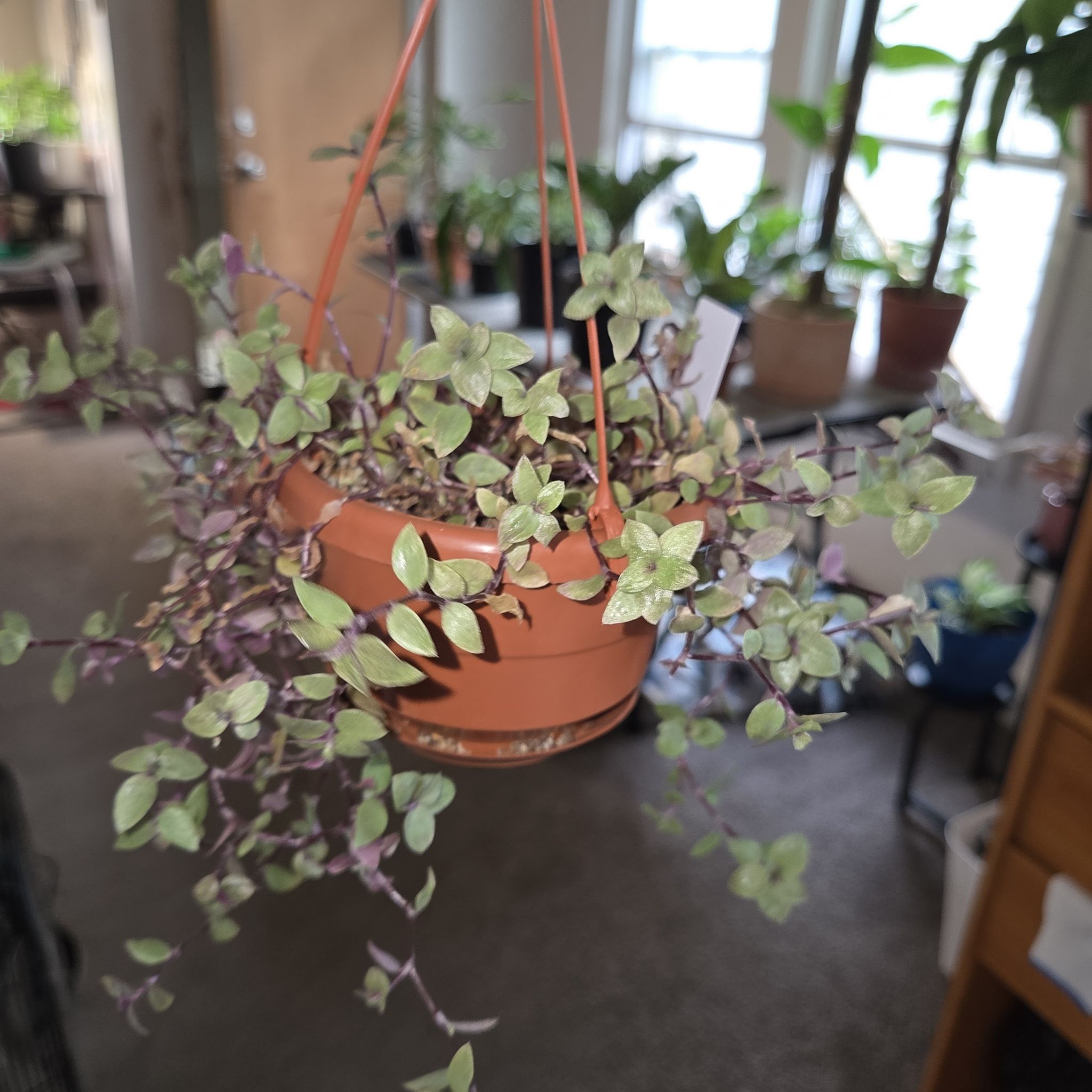 Photo of the plant species Callisia 'Gold' by @NikkiBplantmom named ALICIA KEYS on Greg, the plant care app