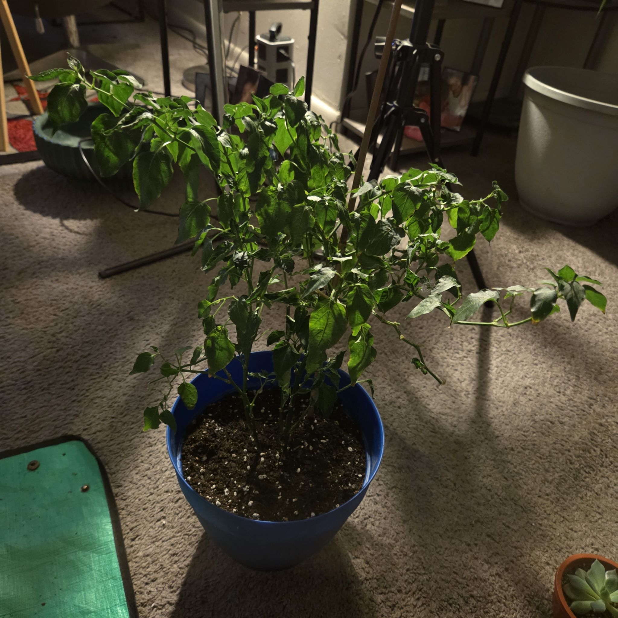 Photo of the plant species Lemon Drop Pepper by @NikkiBplantmom named GUY FIERI on Greg, the plant care app
