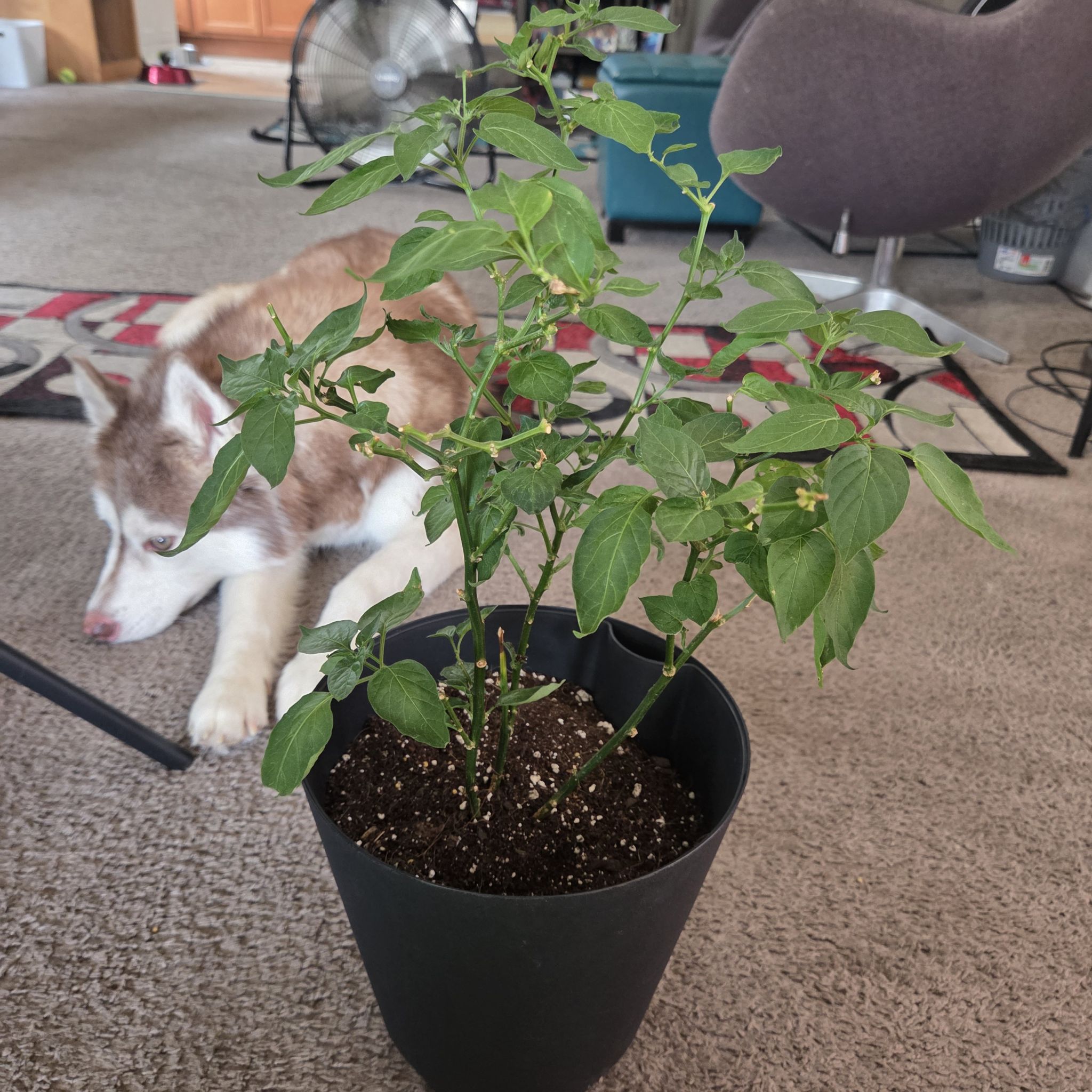 Photo of the plant species Lemon Drop Pepper by @NikkiBplantmom named GUY FIERI on Greg, the plant care app
