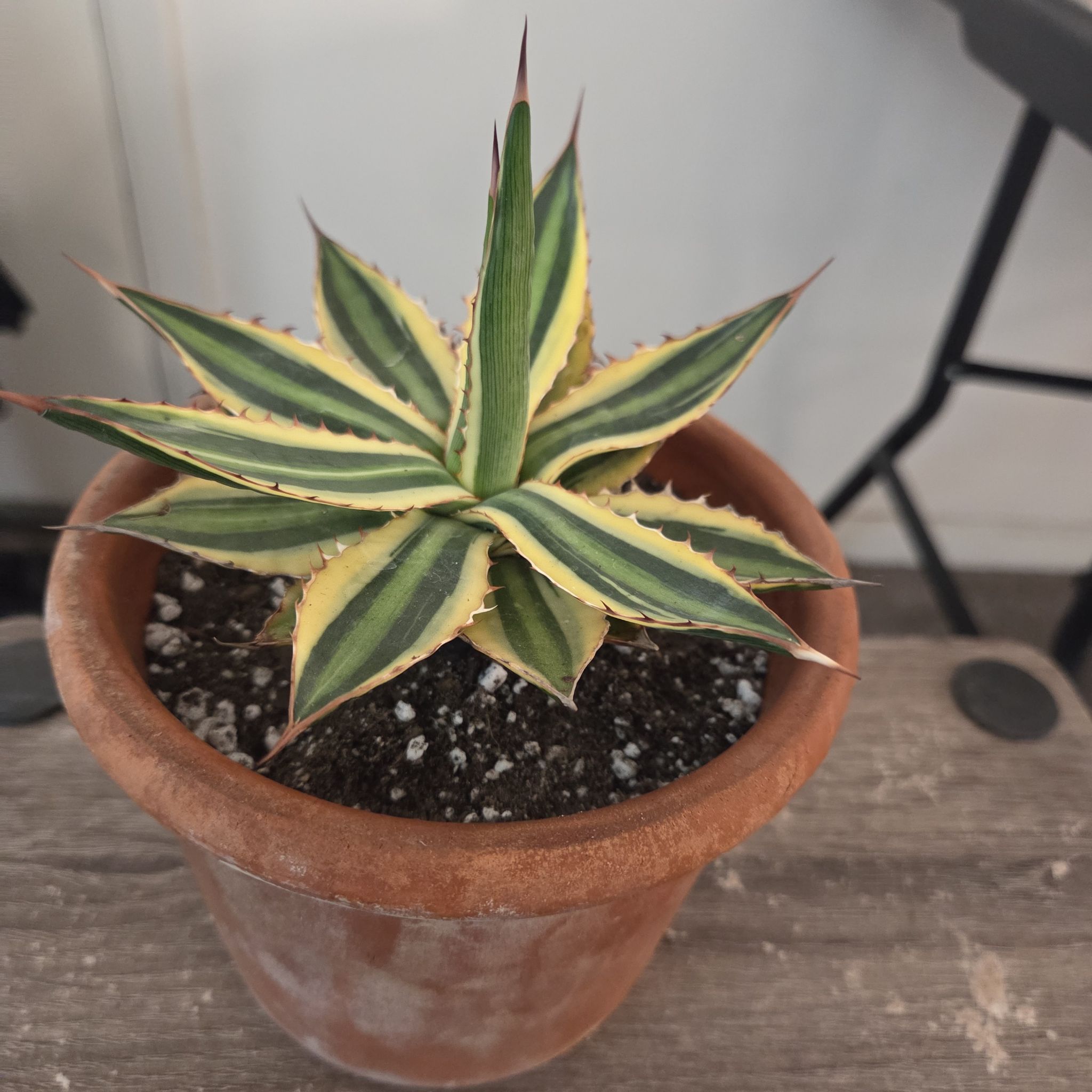 Photo of the plant species Quadricolor Century Plant by @NikkiBplantmom named KALI K.O. on Greg, the plant care app