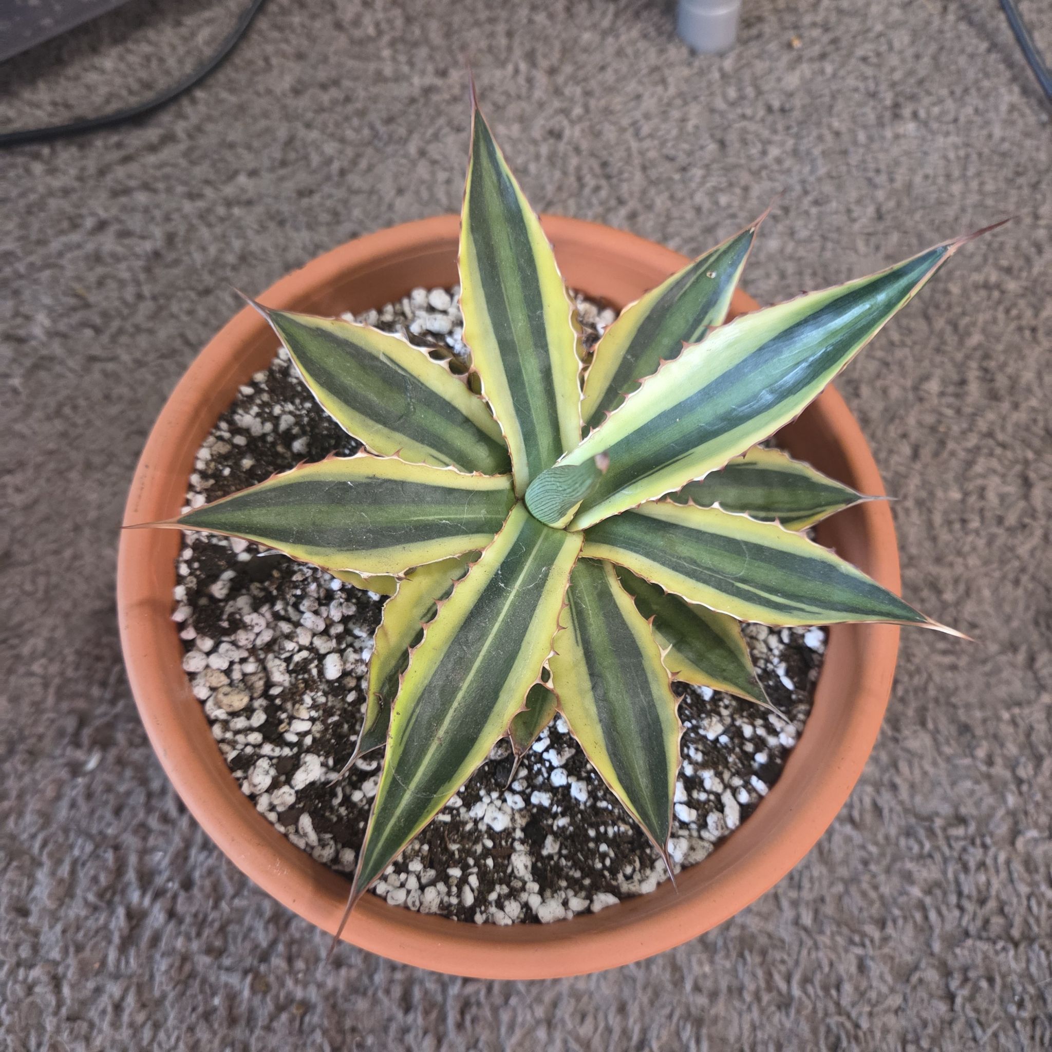 Photo of the plant species Quadricolor Century Plant by @NikkiBplantmom named KALI K.O. on Greg, the plant care app