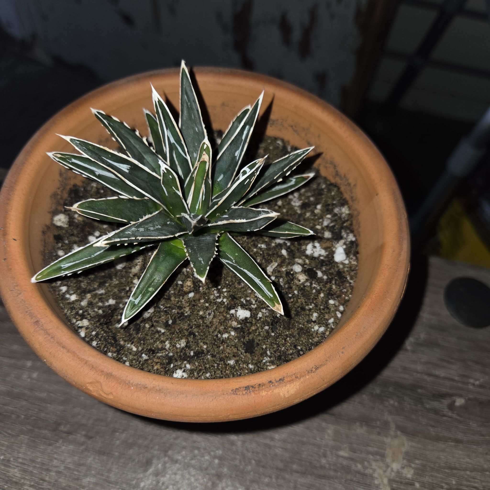 Photo of the plant species Queen Victoria Agave 'Porcupine' by @NikkiBplantmom named SHEILA E. on Greg, the plant care app