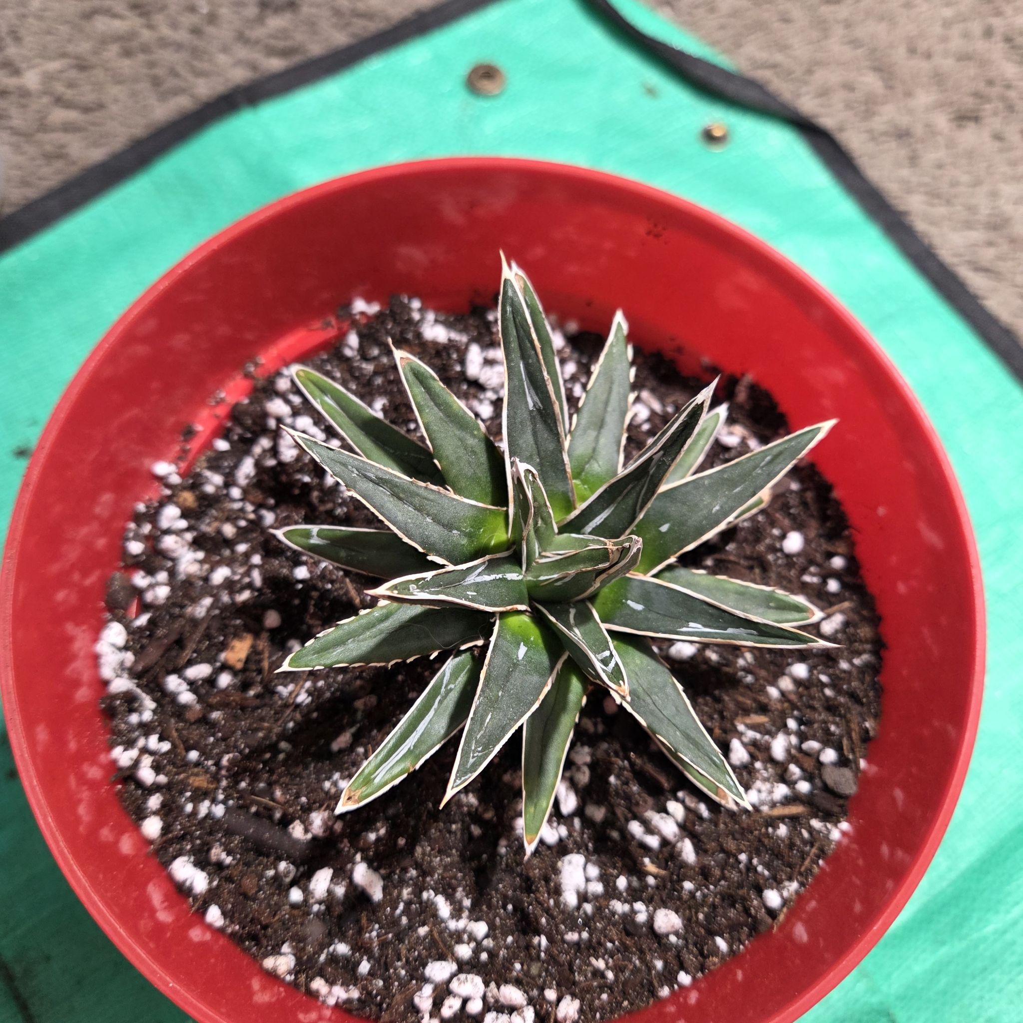 Photo of the plant species Queen Victoria Agave 'Porcupine' by @NikkiBplantmom named SHEILA E. on Greg, the plant care app