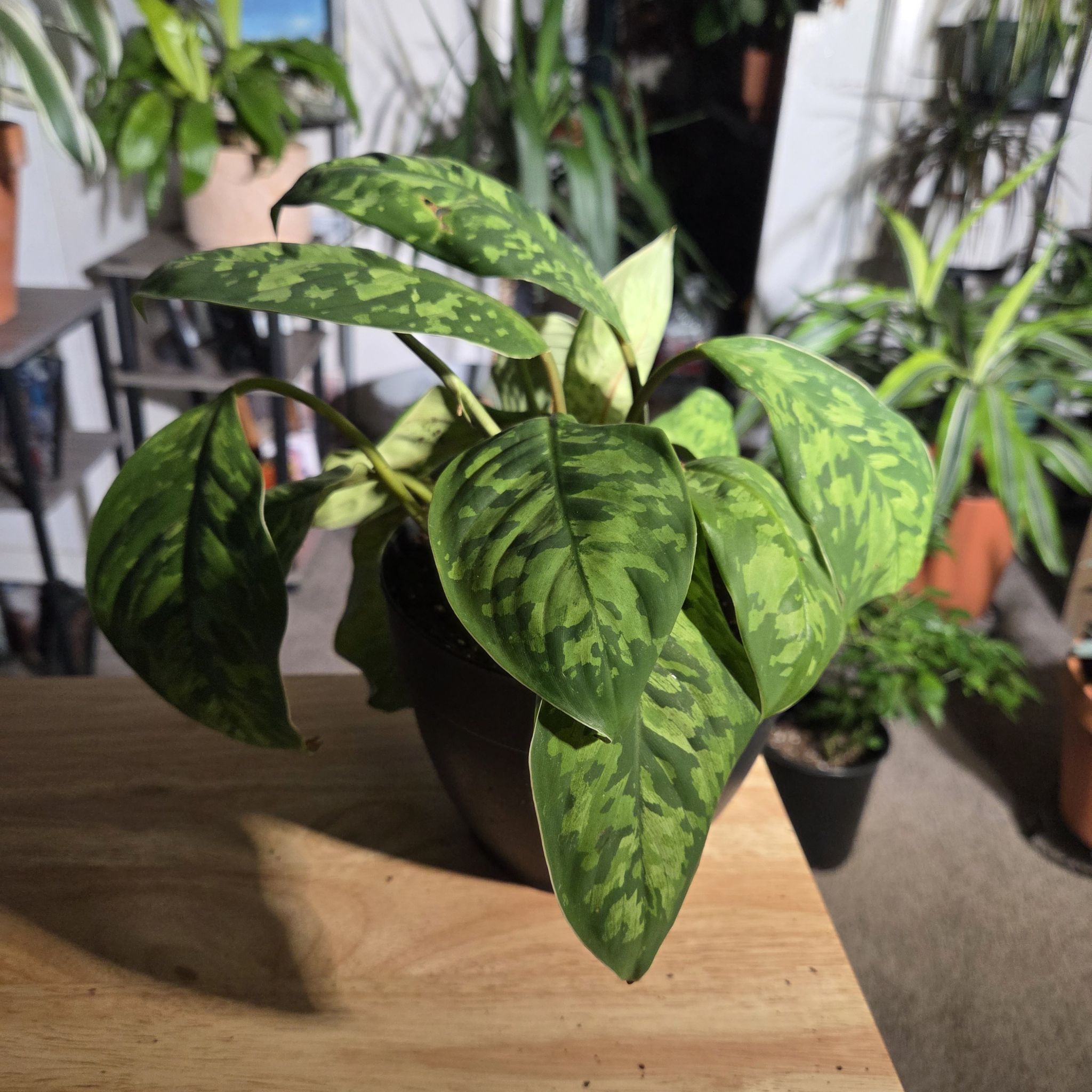 Photo of the plant species Camouflage plant by @NikkiBplantmom named KIMORA on Greg, the plant care app