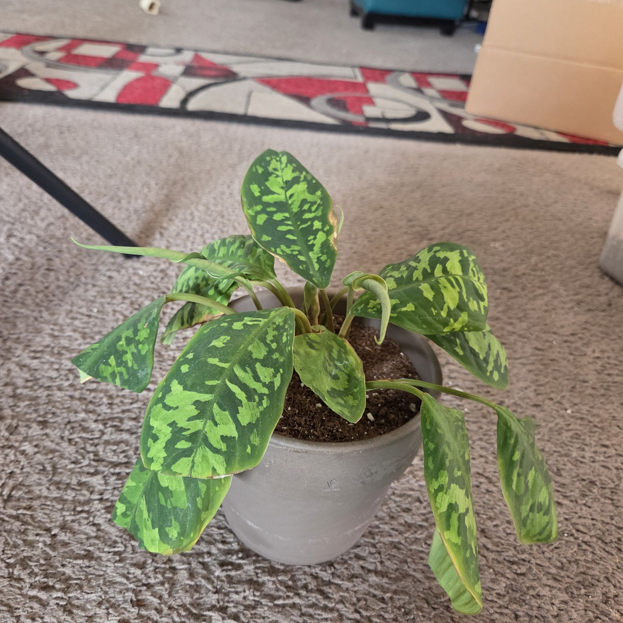 Photo of the plant species Camouflage plant by @NikkiBplantmom named KIMORA on Greg, the plant care app