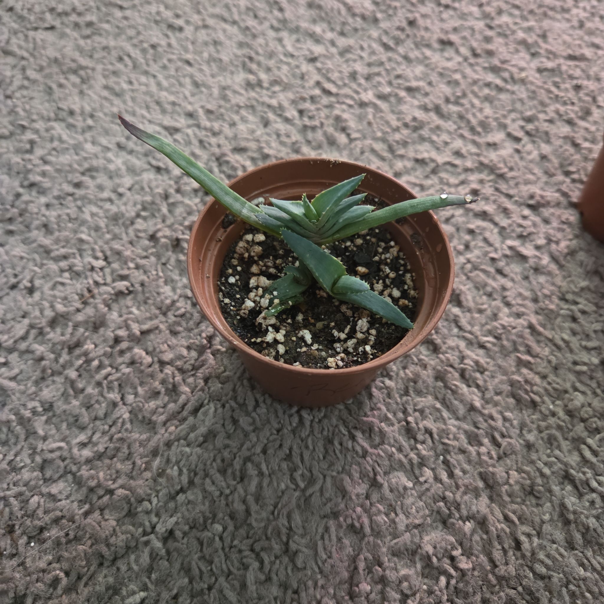 Photo of the plant species Aloe 'Walmsley's Blue' by @NikkiBplantmom named CHEECH on Greg, the plant care app