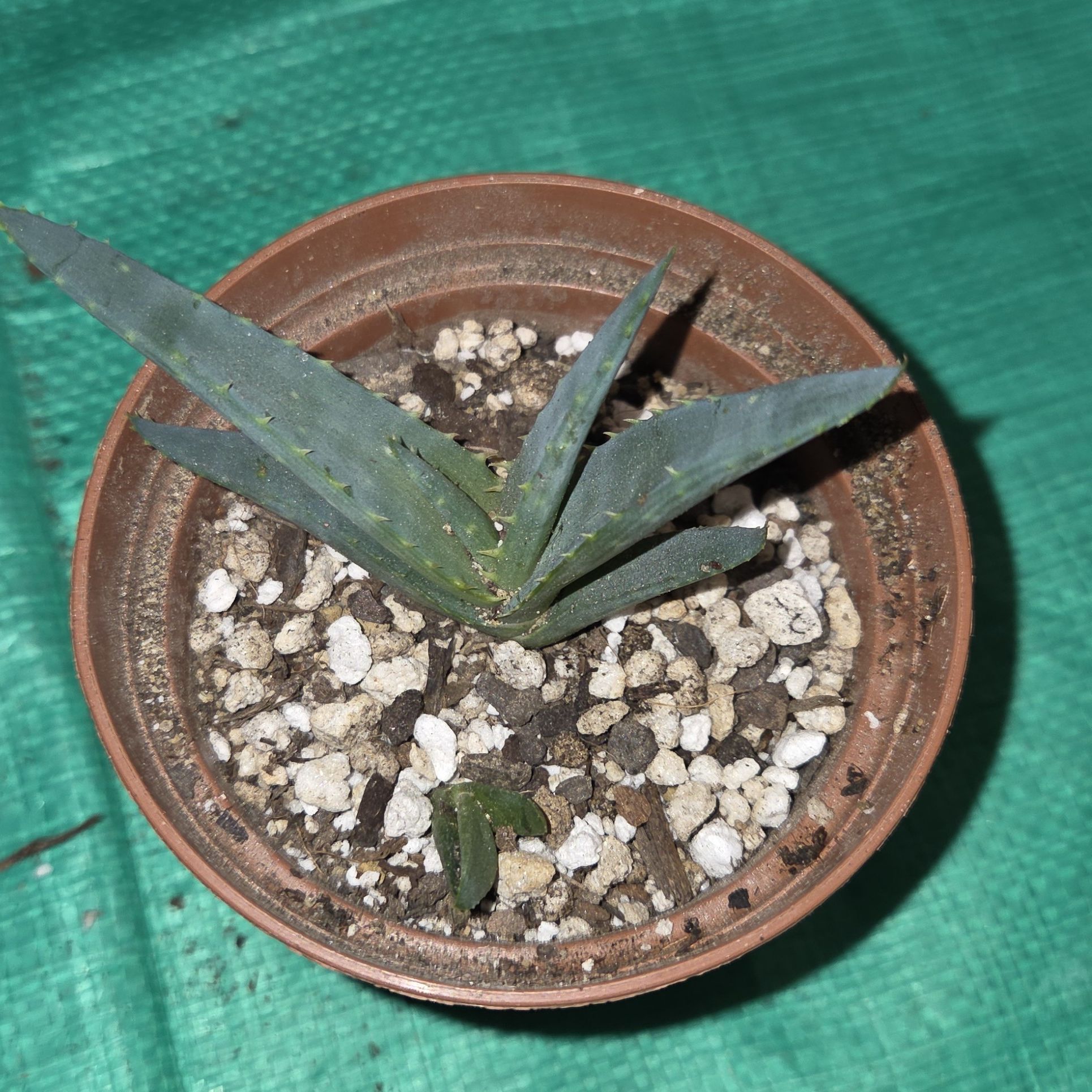 Photo of the plant species Aloe 'Walmsley's Blue' by @NikkiBplantmom named CHEECH on Greg, the plant care app