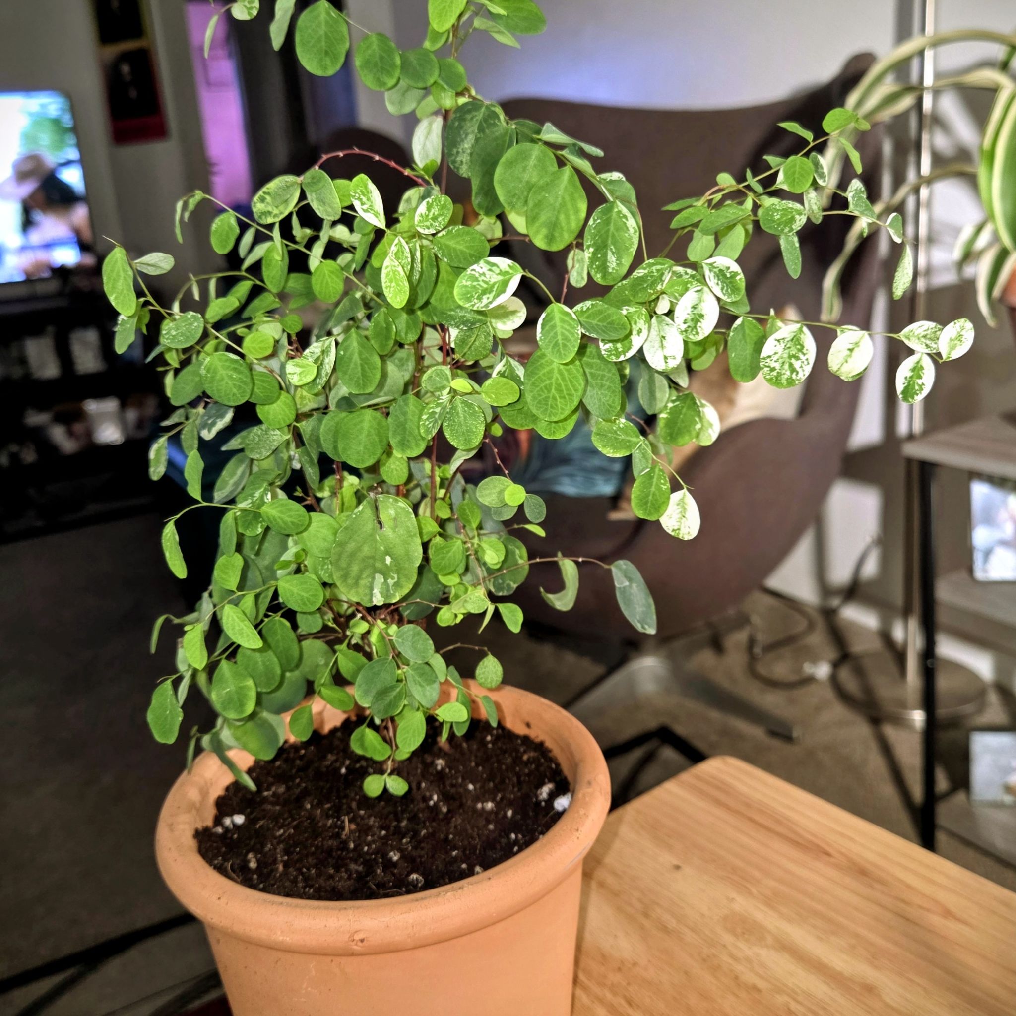 Photo of the plant species Rosepicta Nana Snowbush by @NikkiBplantmom named NOELANI on Greg, the plant care app