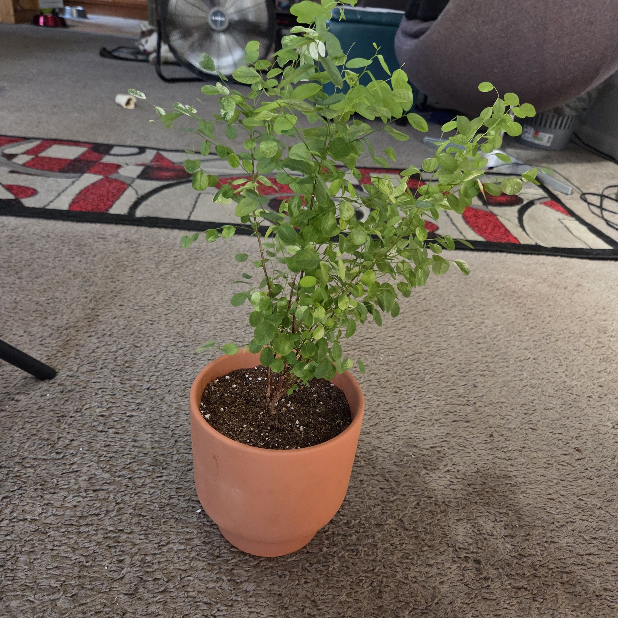 Photo of the plant species Rosepicta Nana Snowbush by @NikkiBplantmom named NOELANI on Greg, the plant care app