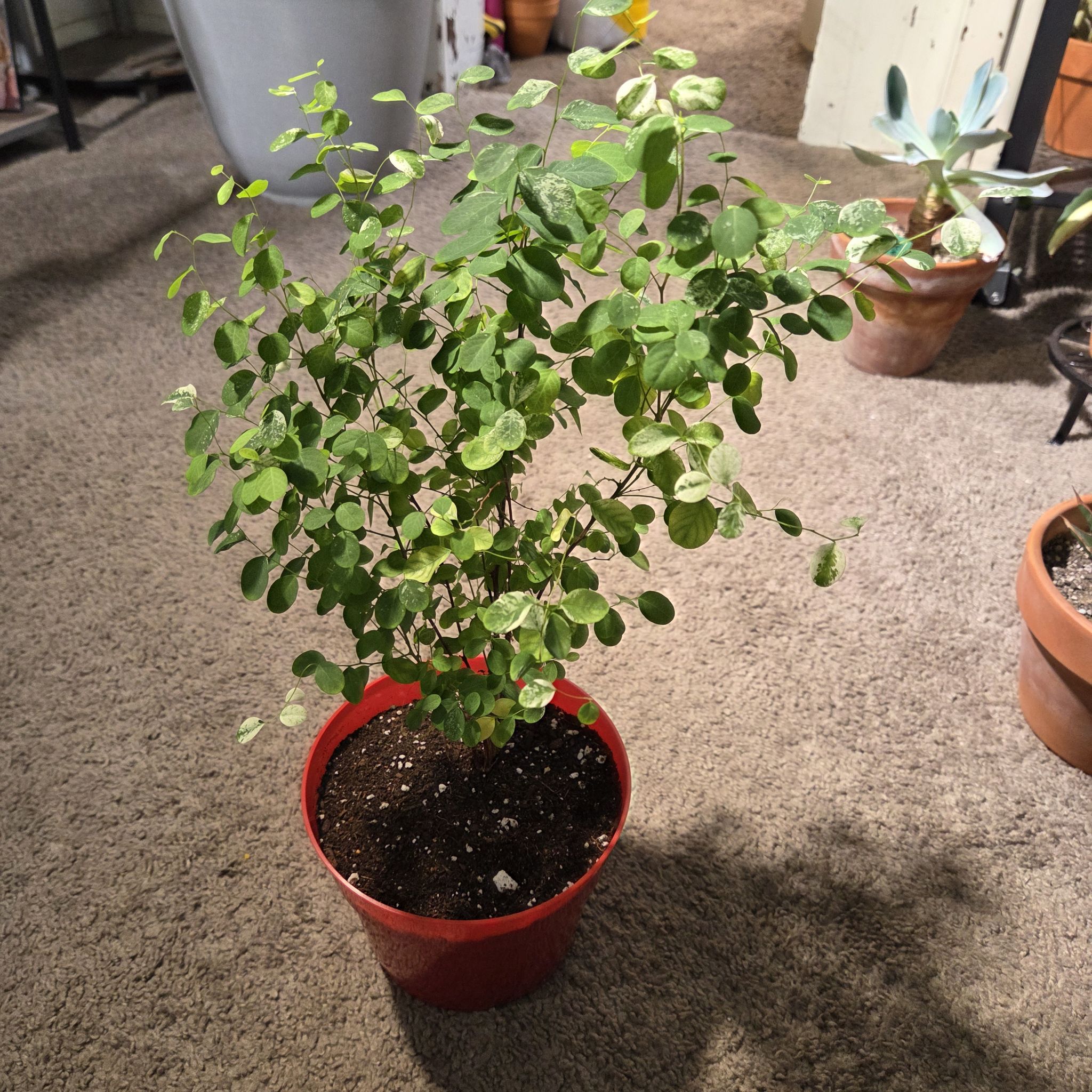 Photo of the plant species Rosepicta Nana Snowbush by @NikkiBplantmom named NOELANI on Greg, the plant care app