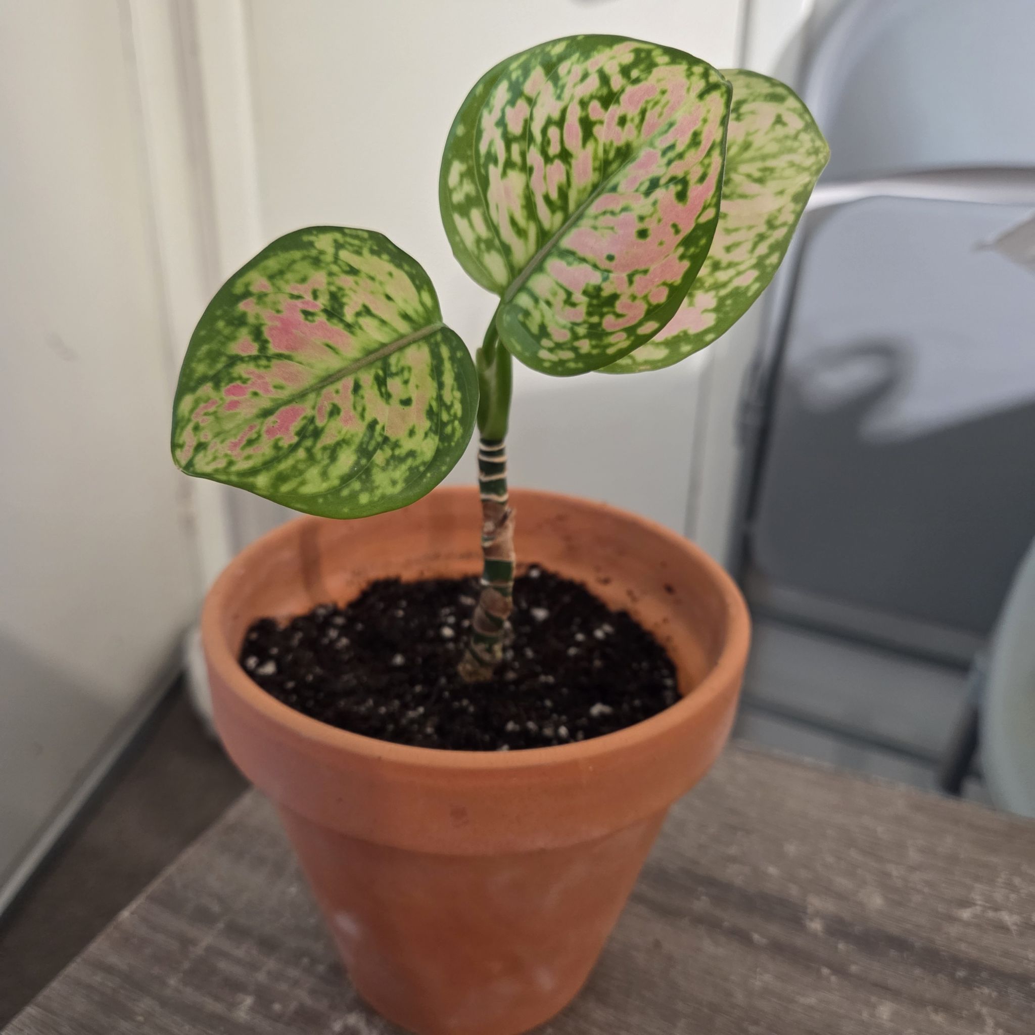 Photo of the plant species Chinese Evergreen 'Wishes' by @NikkiBplantmom named ASHANTI on Greg, the plant care app