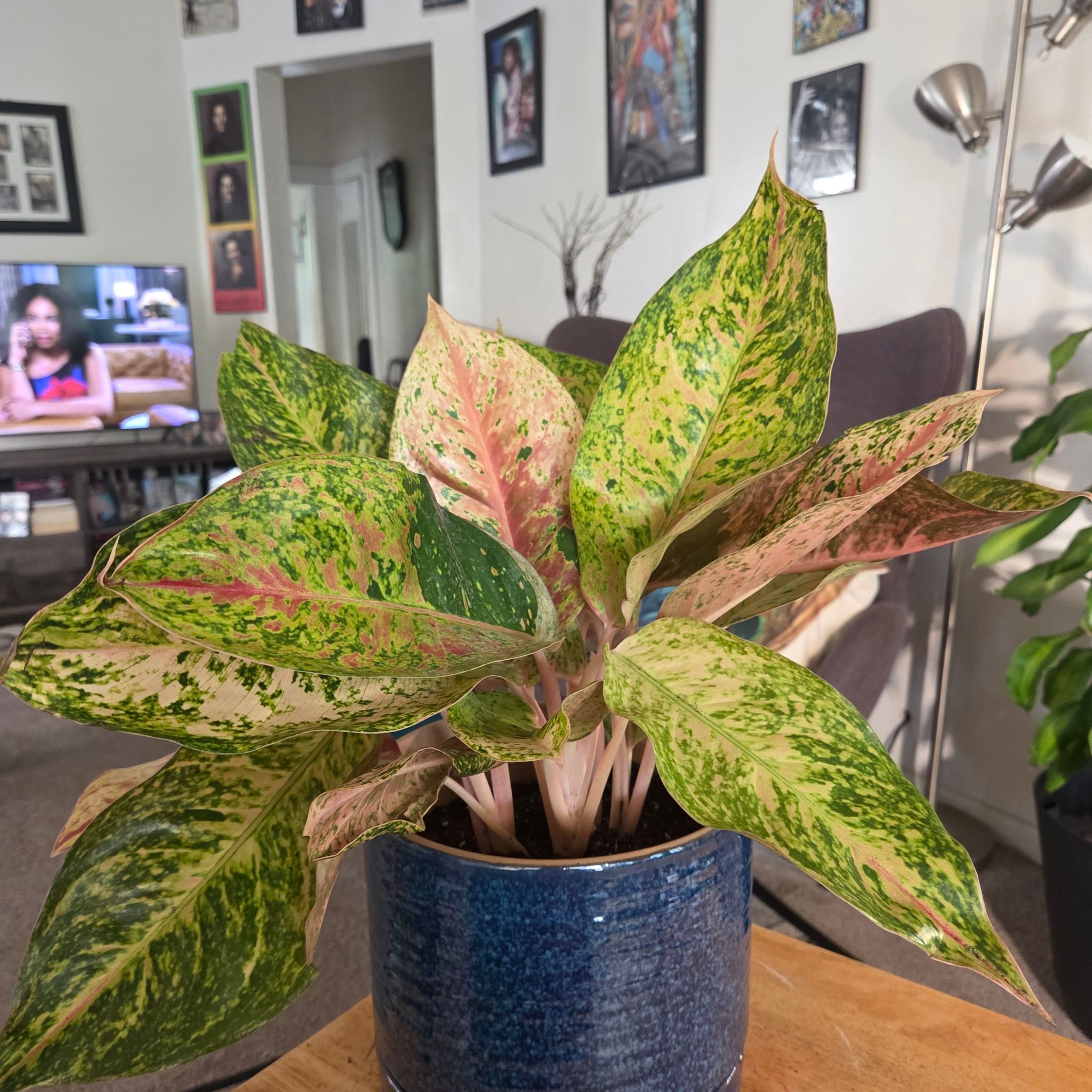 Plant care for Anthurium Angamarcanum on Greg, the plant care app
