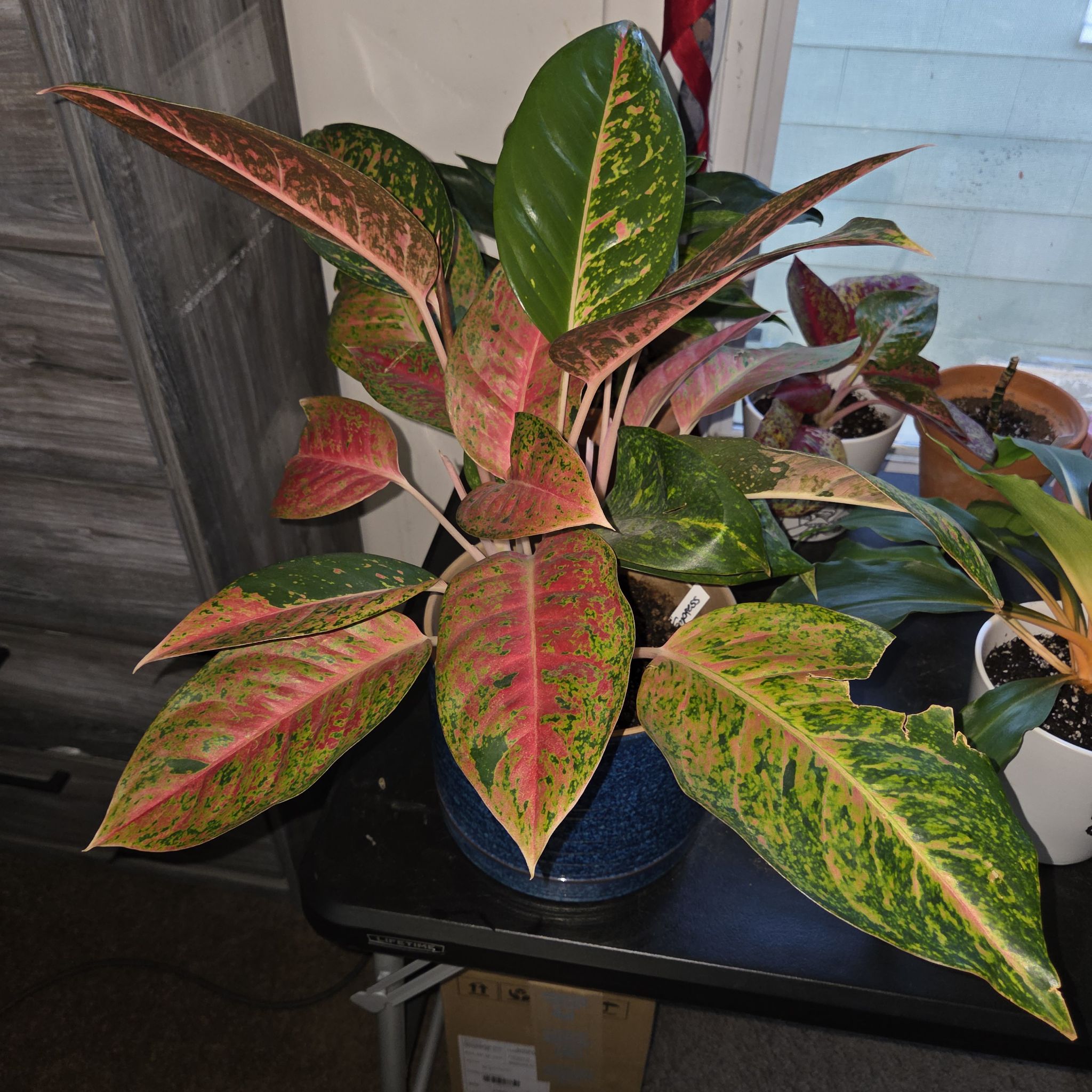Photo of the plant species Aglaonema 'Dizzy Diamond' by @NikkiBplantmom named EMPRESS on Greg, the plant care app