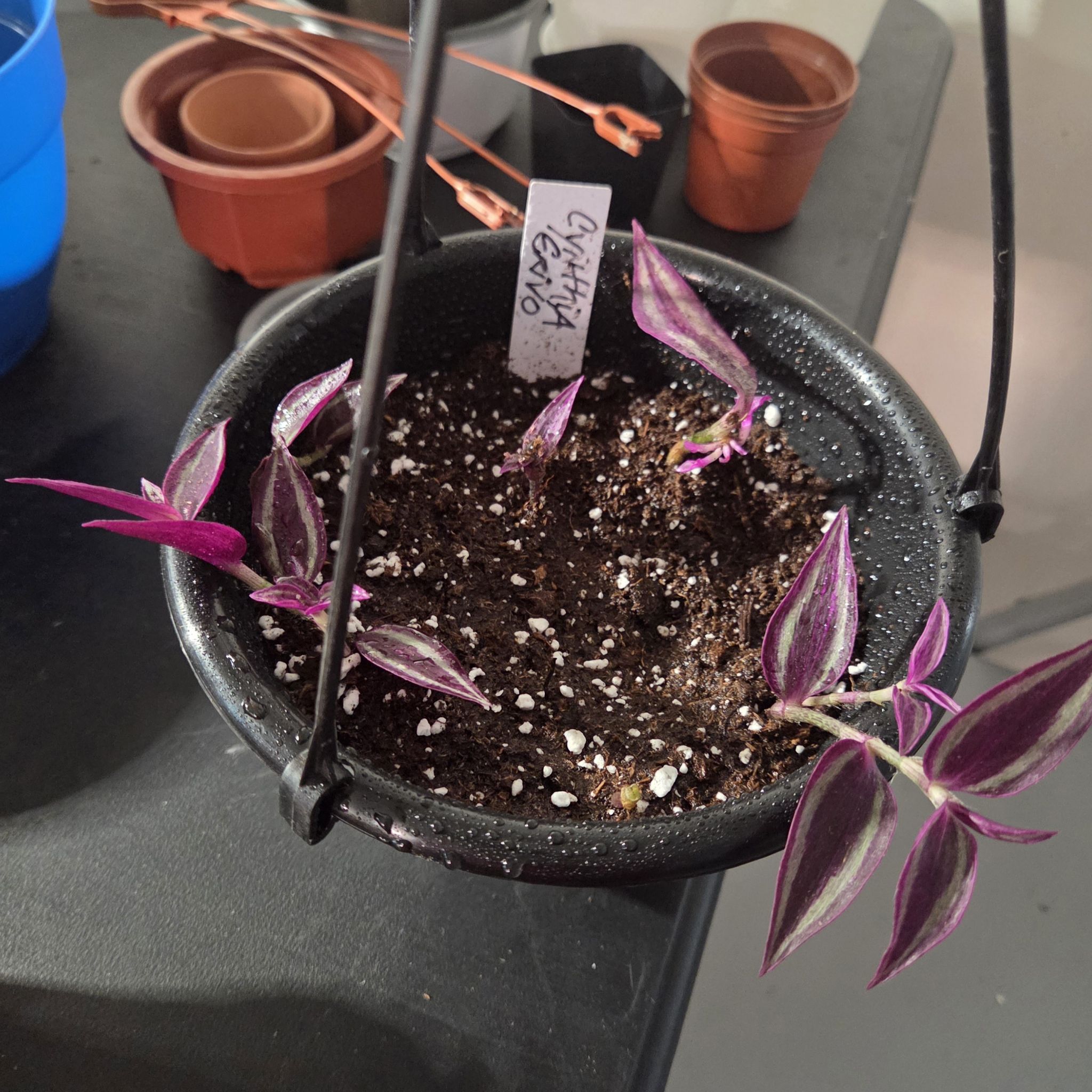 Photo of the plant species Tradescantia 'Pink Paradise' by @NikkiBplantmom named CYNTHIA ERIVO on Greg, the plant care app