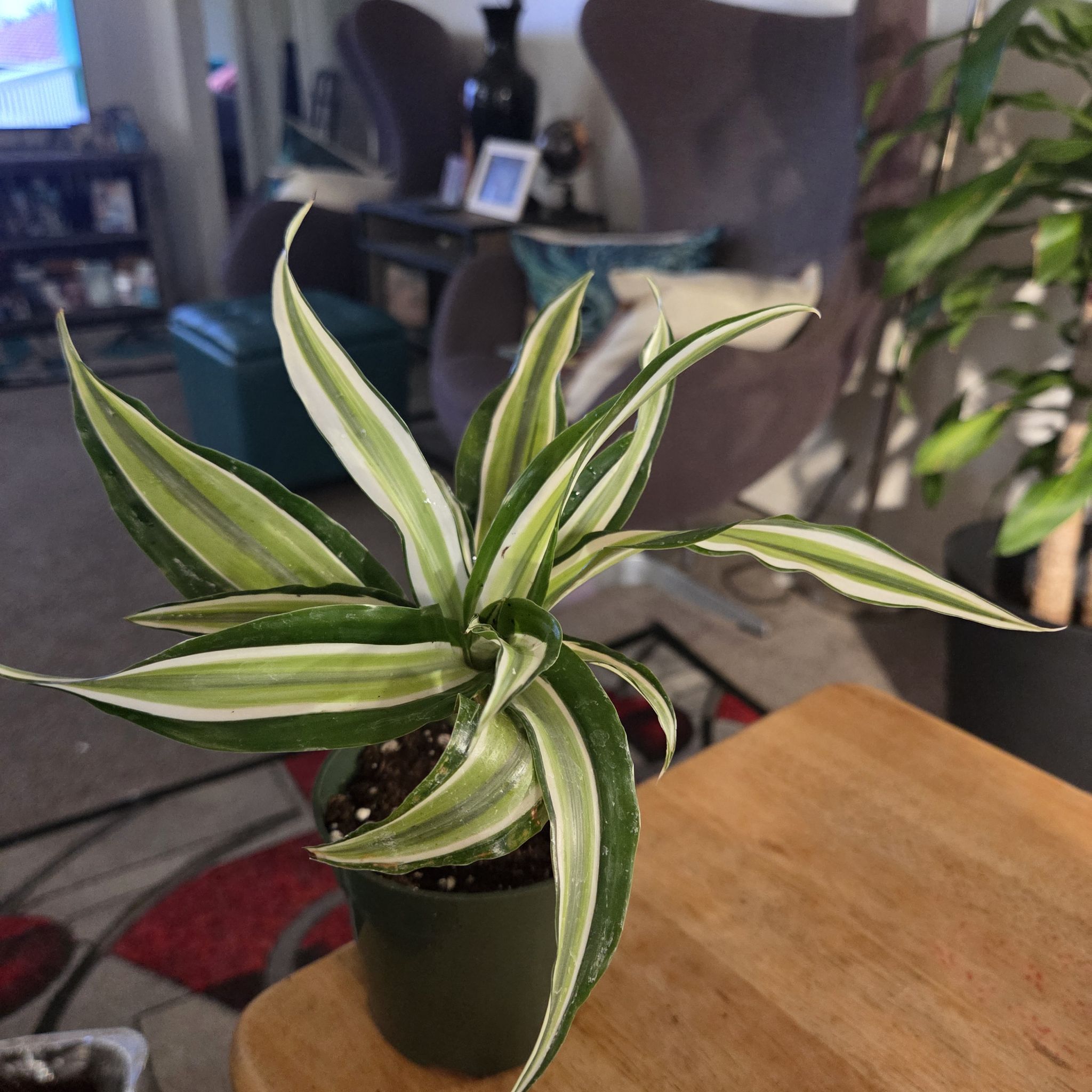 Photo of the plant species Malaika Dragon Tree by @NikkiBplantmom named RIHANNA on Greg, the plant care app