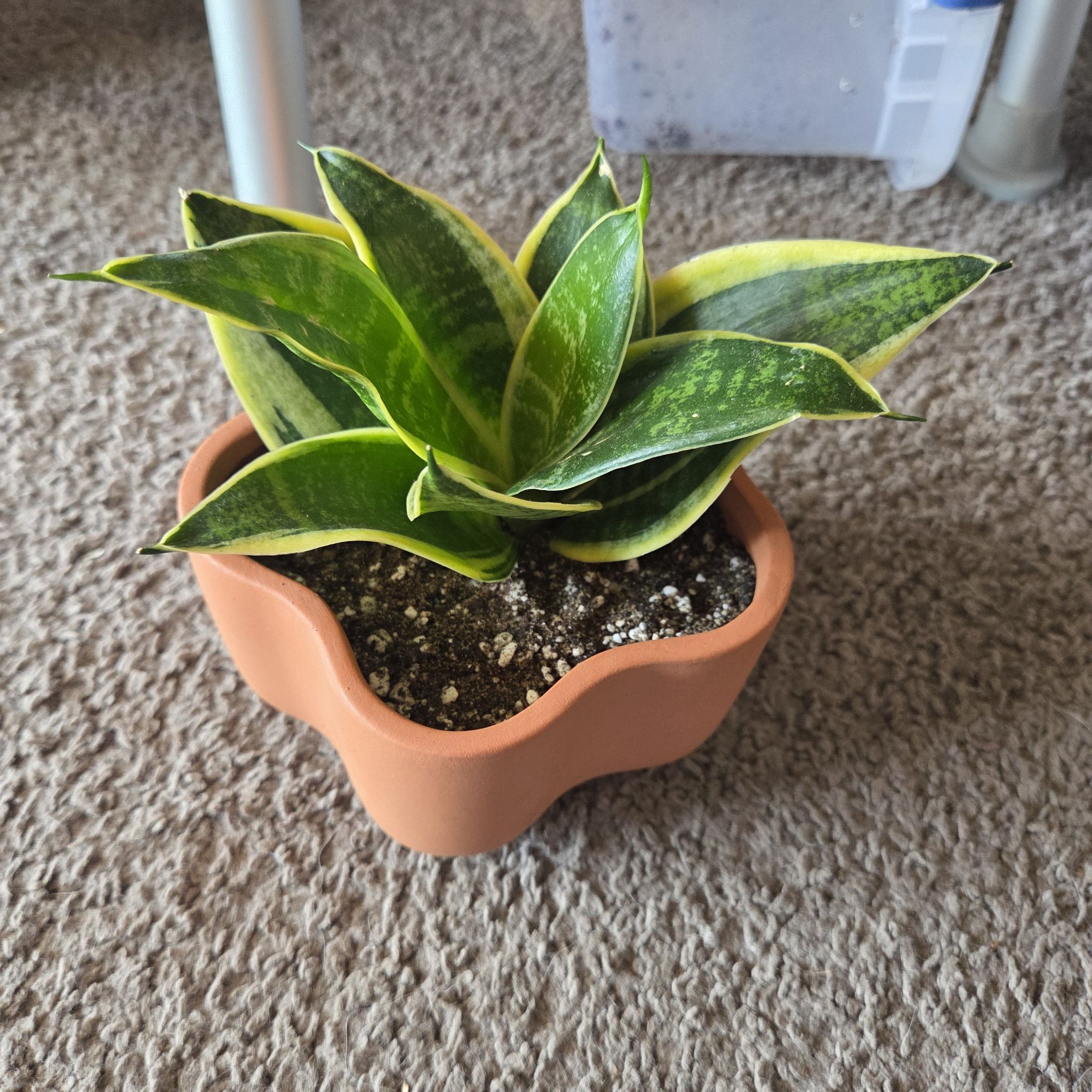 Photo of the plant species Sansevieria trifasciata hahnii 'Ocean Star' by @NikkiBplantmom named CLEOPATRA on Greg, the plant care app