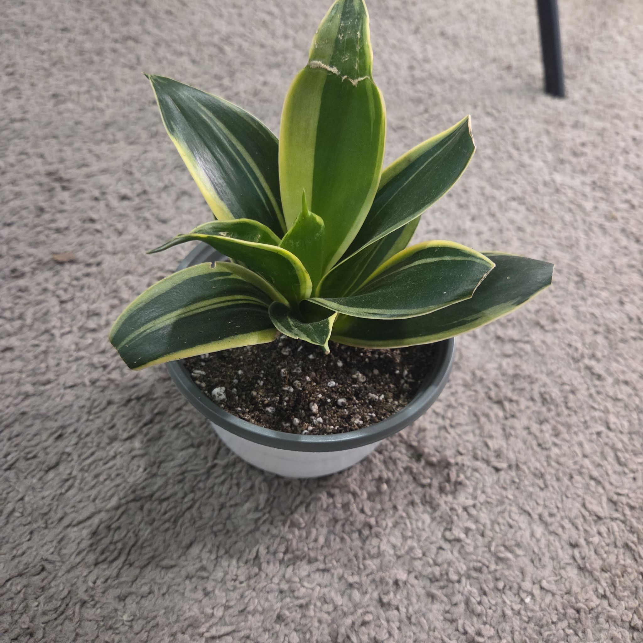 Photo of the plant species Glimmering Star Snake Plant by @NikkiBplantmom named IDRIS ALBA on Greg, the plant care app