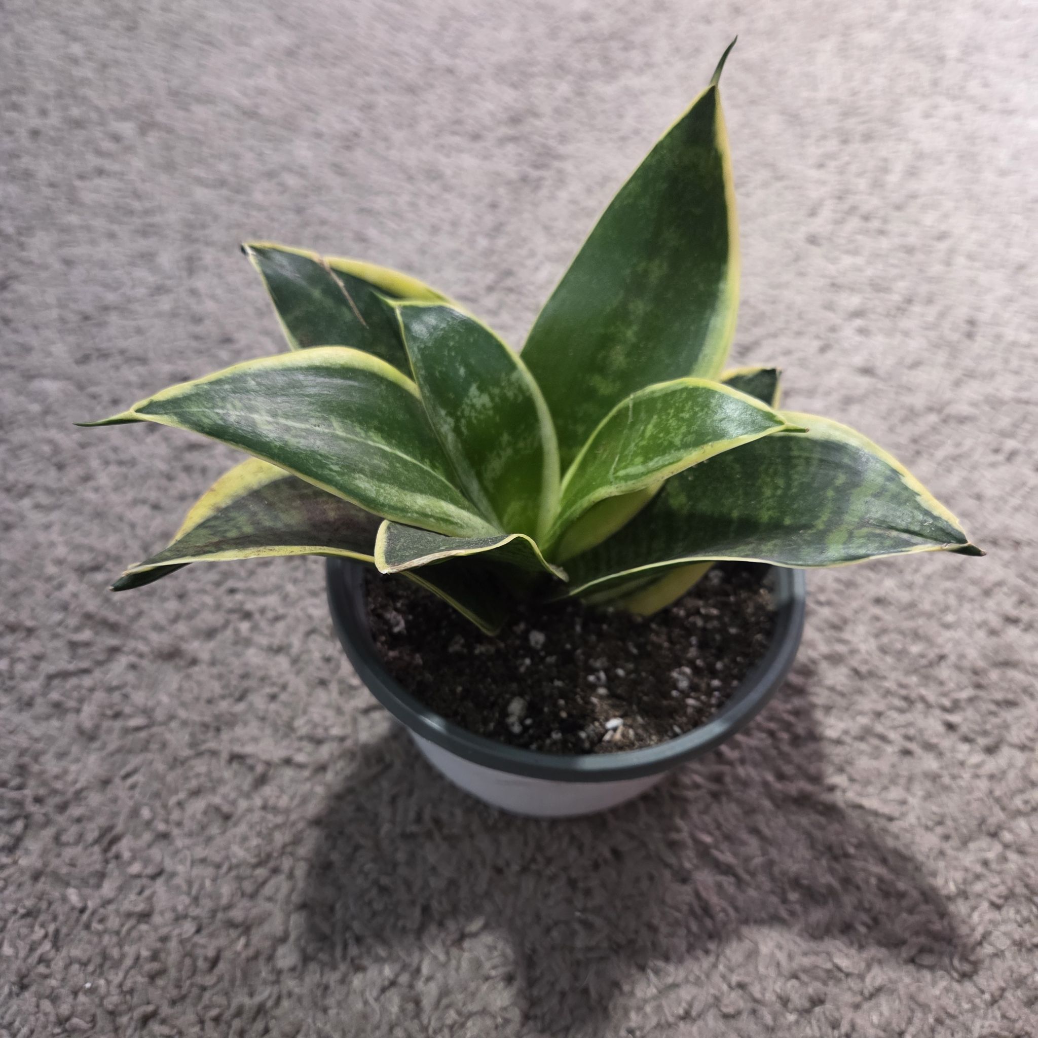 Photo of the plant species Sansevieria trifasciata hahnii 'Ocean Star' by @NikkiBplantmom named ZENA on Greg, the plant care app