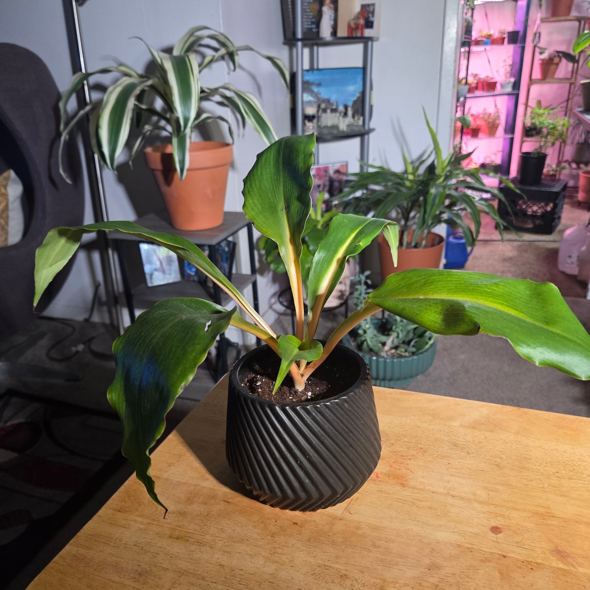 Photo of the plant species mandarin orange spider plant by @NikkiBplantmom named TEENA MARIE on Greg, the plant care app