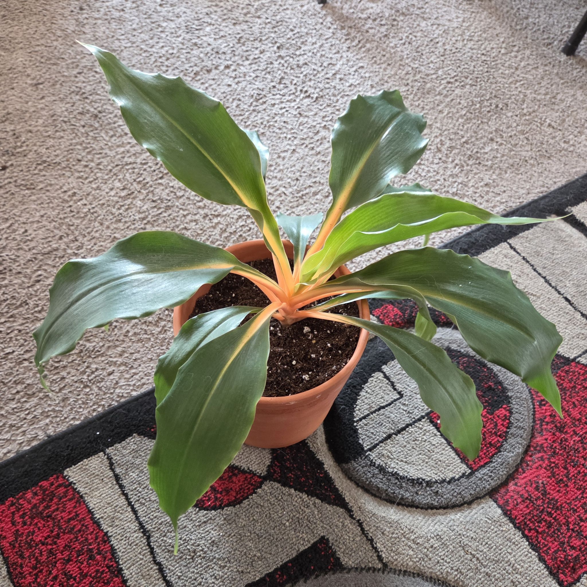 Photo of the plant species mandarin orange spider plant by @NikkiBplantmom named TEENA MARIE on Greg, the plant care app