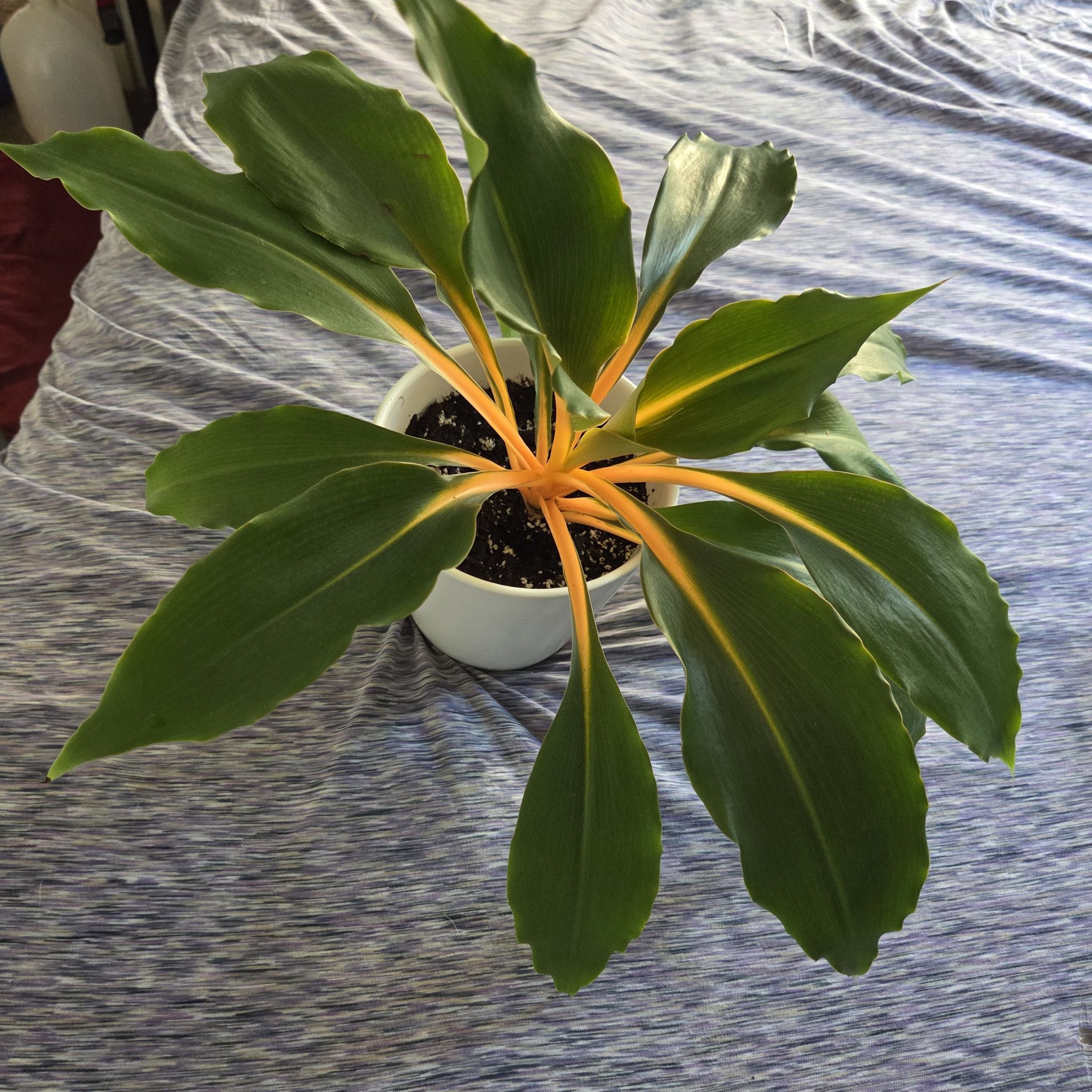 Photo of the plant species mandarin orange spider plant by @NikkiBplantmom named TEENA MARIE on Greg, the plant care app