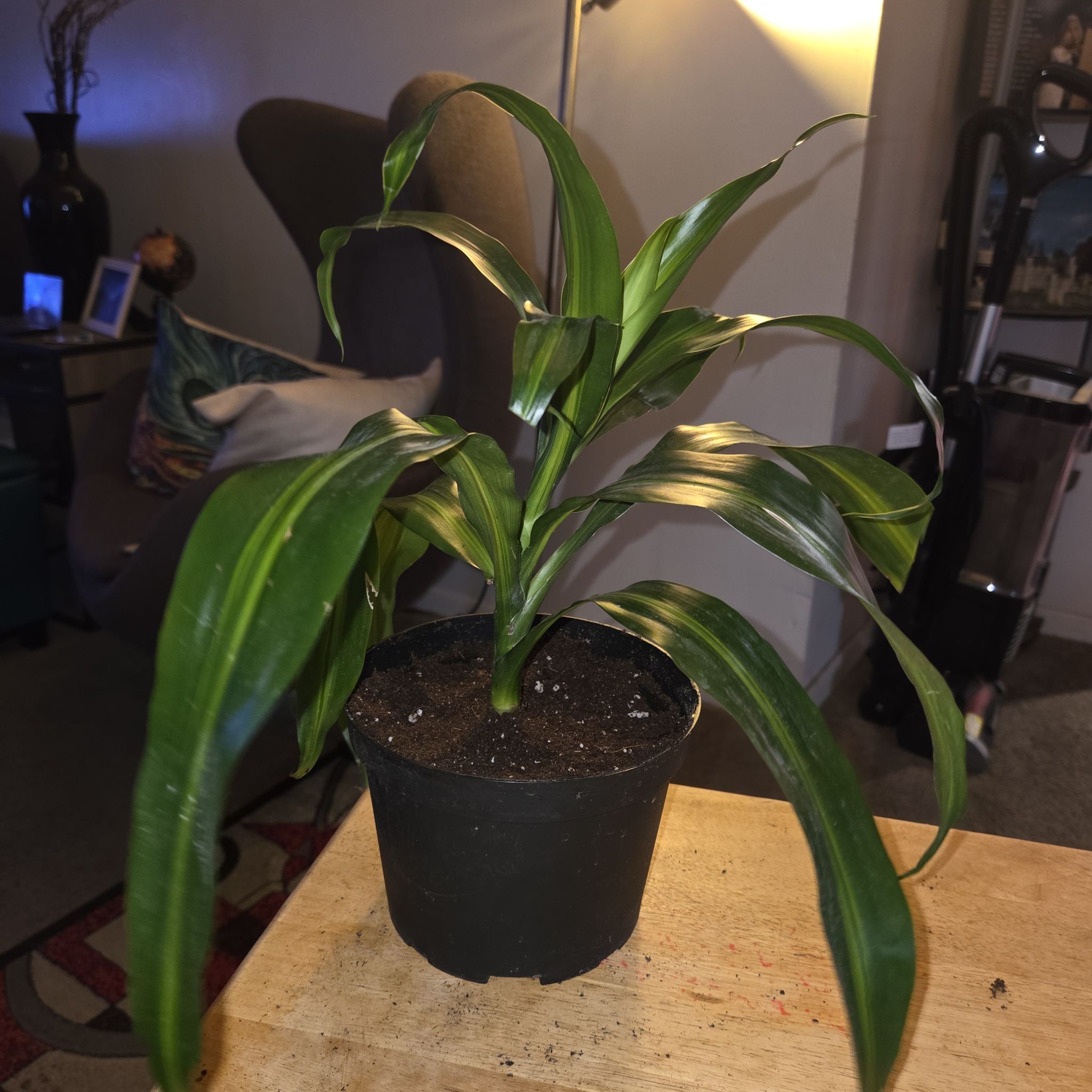 Photo of the plant species Dracaena 'Hawaiian Sunshine' by @NikkiBplantmom named KRS-1 on Greg, the plant care app