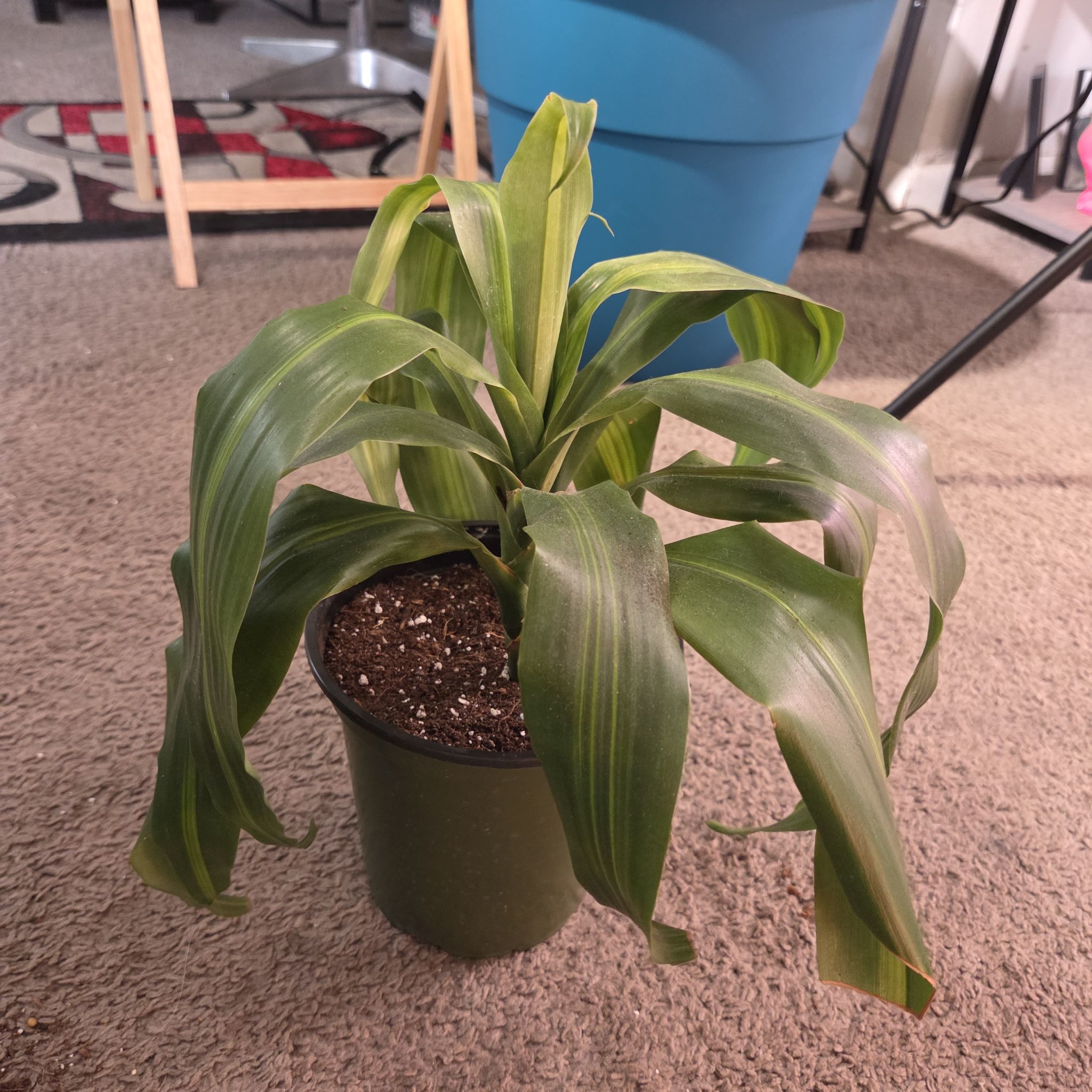 Photo of the plant species Dracaena 'Hawaiian Sunshine' by @NikkiBplantmom named KRS-1 on Greg, the plant care app
