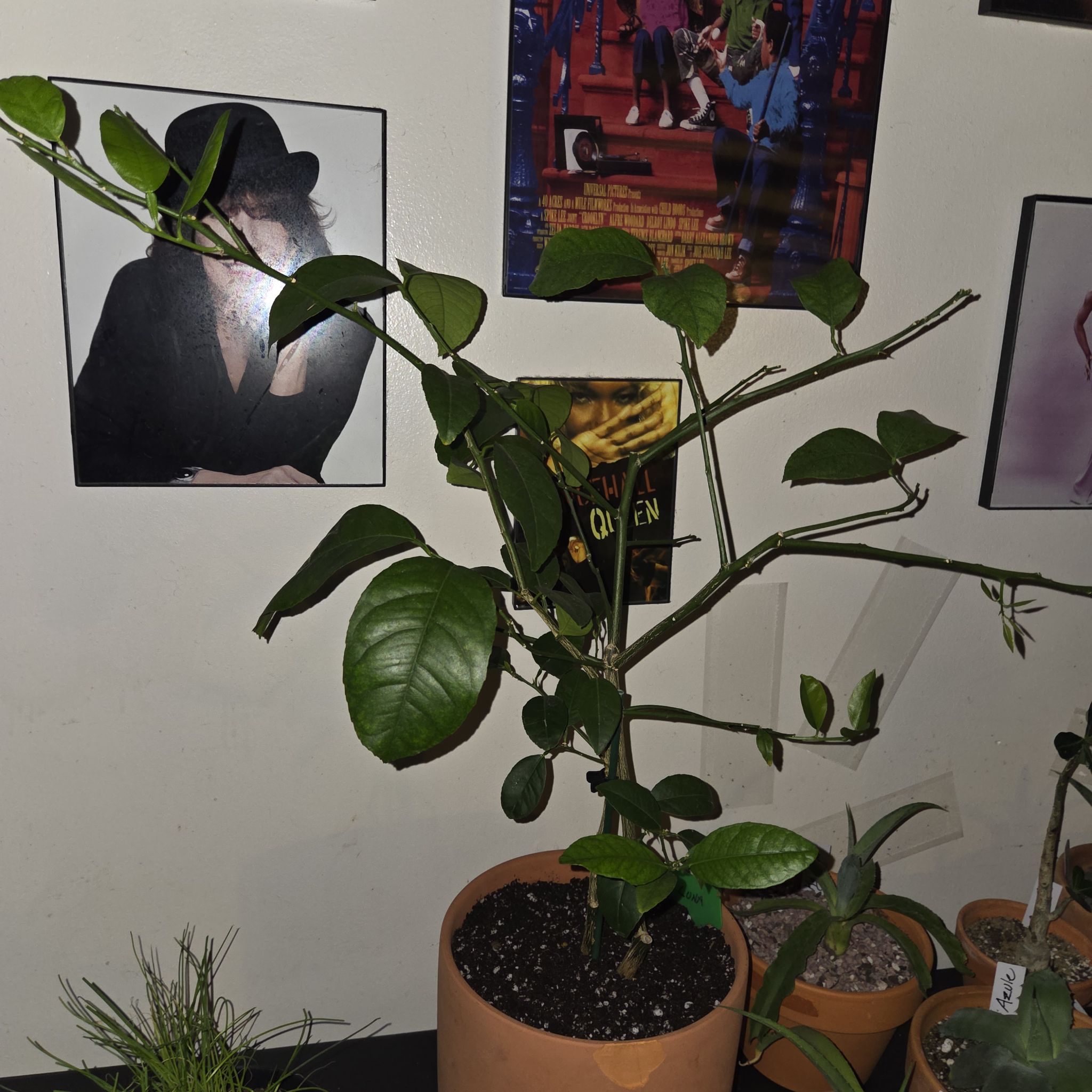 Photo of the plant species Lemon and Lime Tree by @NikkiBplantmom named LUNA on Greg, the plant care app