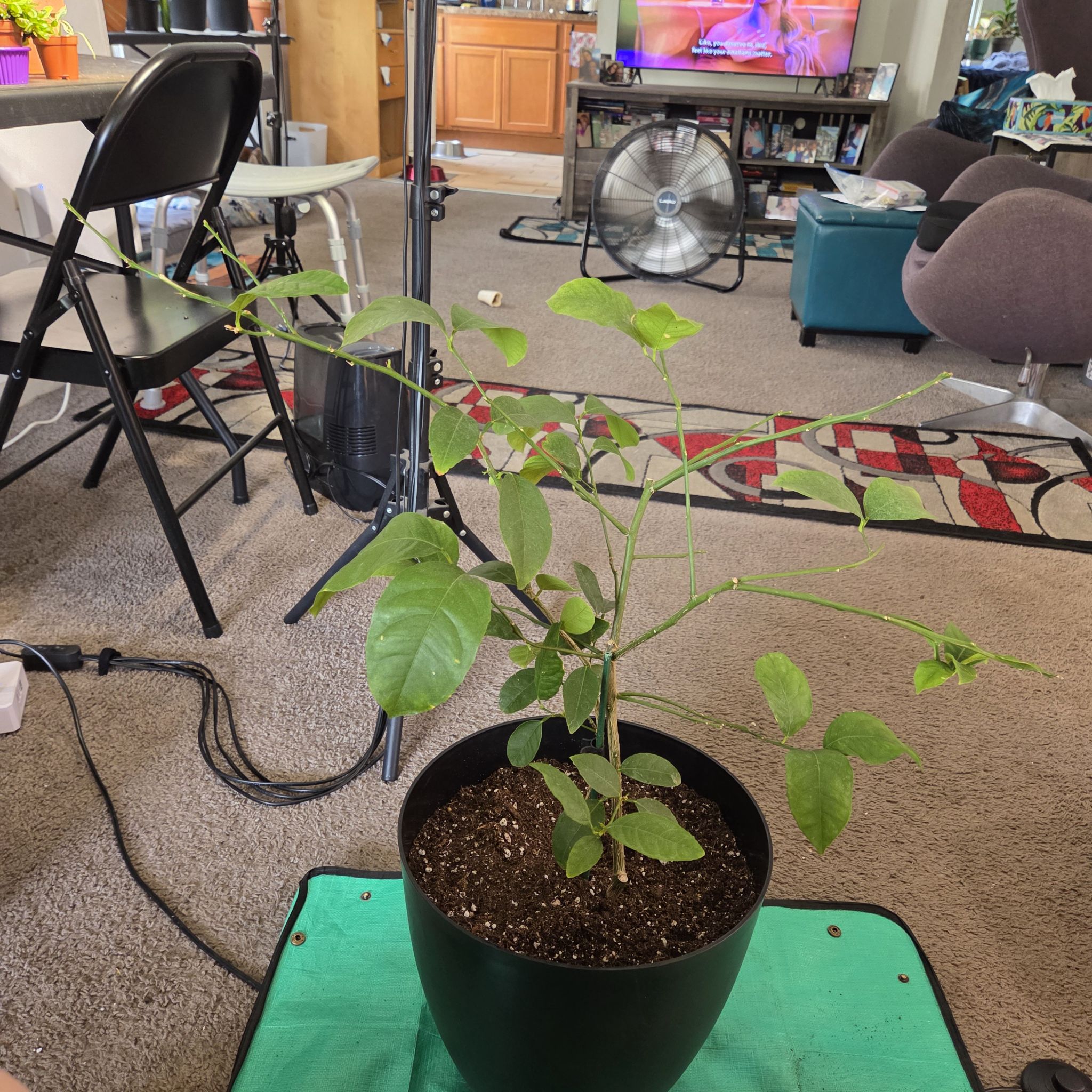 Photo of the plant species Lemon and Lime Tree by @NikkiBplantmom named LUNA on Greg, the plant care app