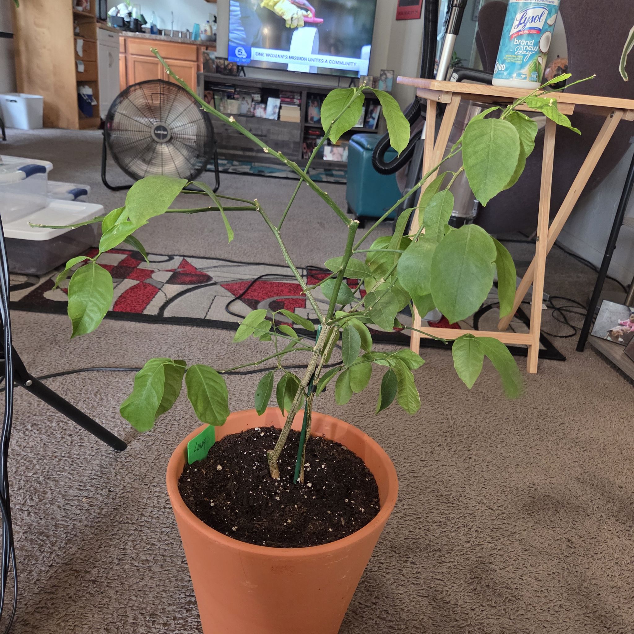 Photo of the plant species Lemon and Lime Tree by @NikkiBplantmom named LUNA on Greg, the plant care app