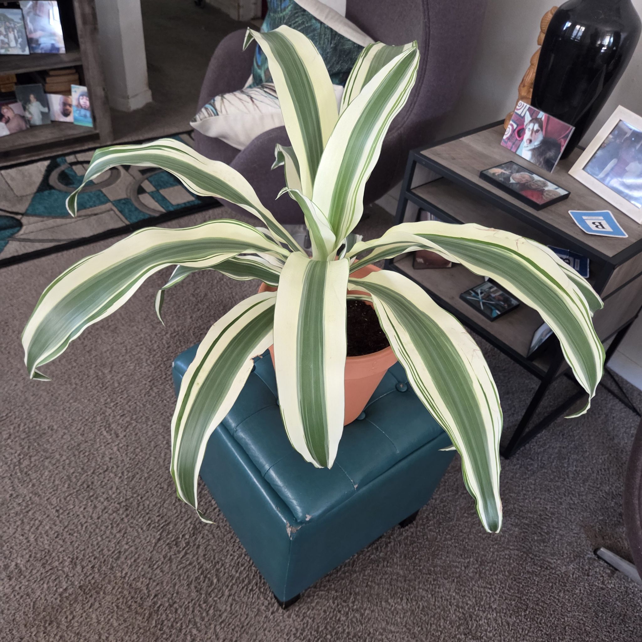 Photo of the plant species Dracaena 'White Aspen' by @NikkiBplantmom named OSHUN on Greg, the plant care app