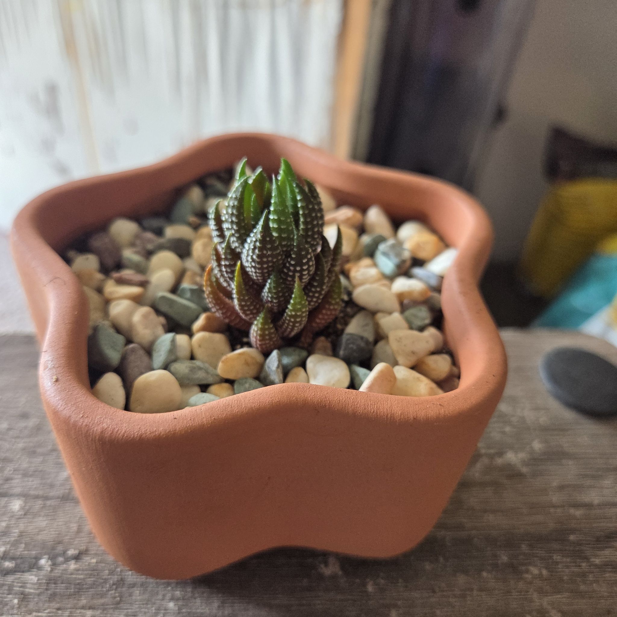 Photo of the plant species Red Eagle's Claw by @NikkiBplantmom named AKAI on Greg, the plant care app