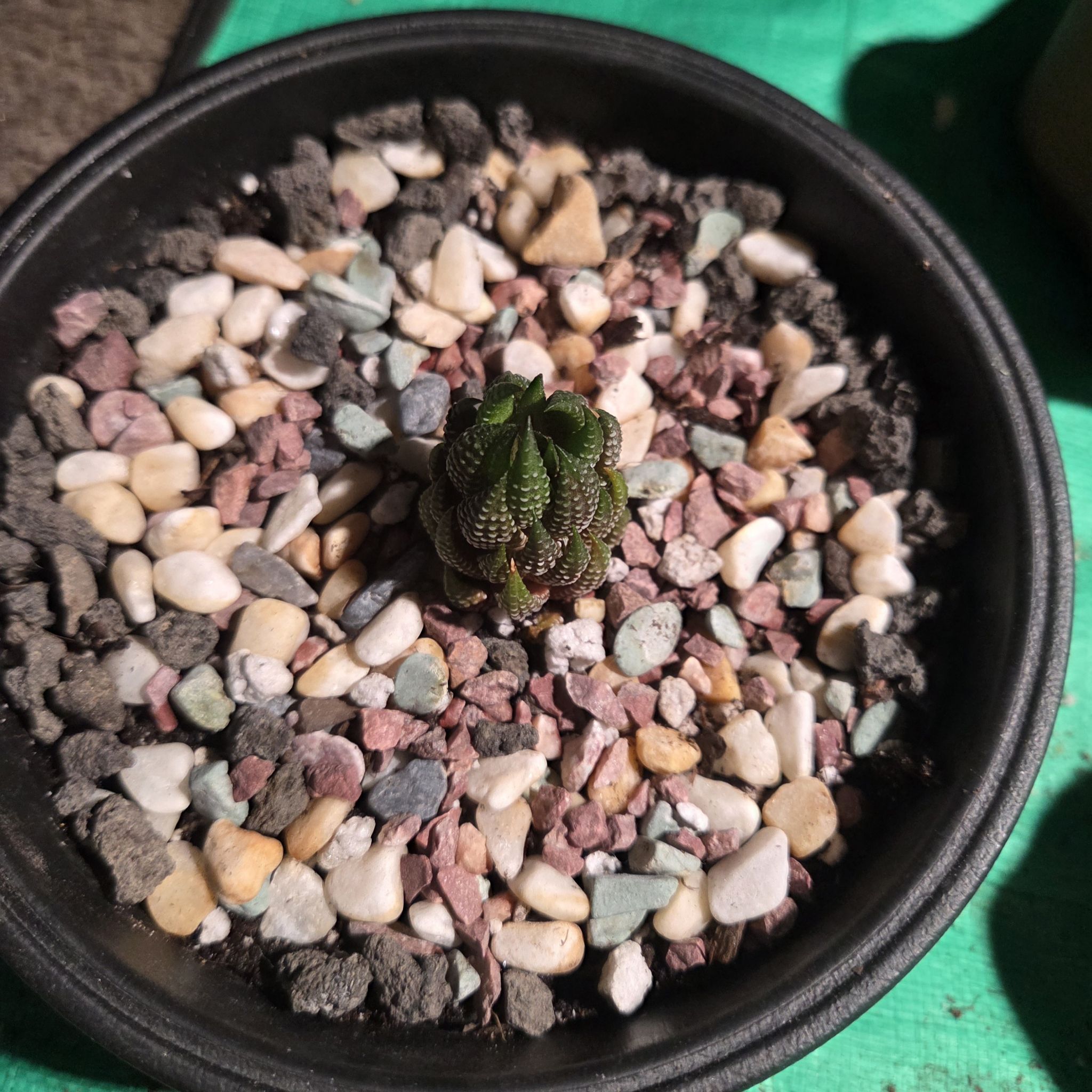 Photo of the plant species Red Eagle's Claw by @NikkiBplantmom named AKAI on Greg, the plant care app