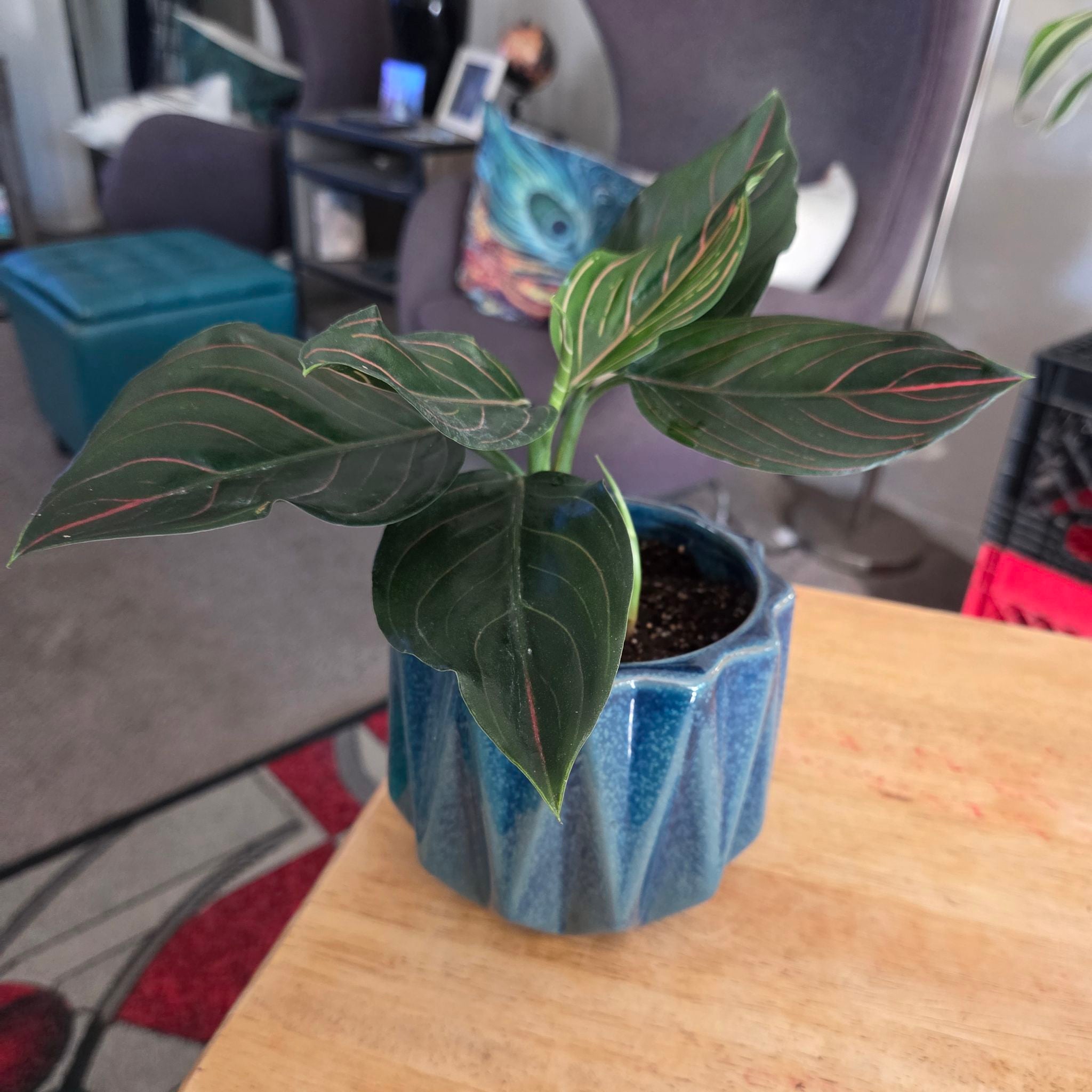 Photo of the plant species Aglaonema commutatum 'Red Vein' by @NikkiBplantmom named TEHANI on Greg, the plant care app